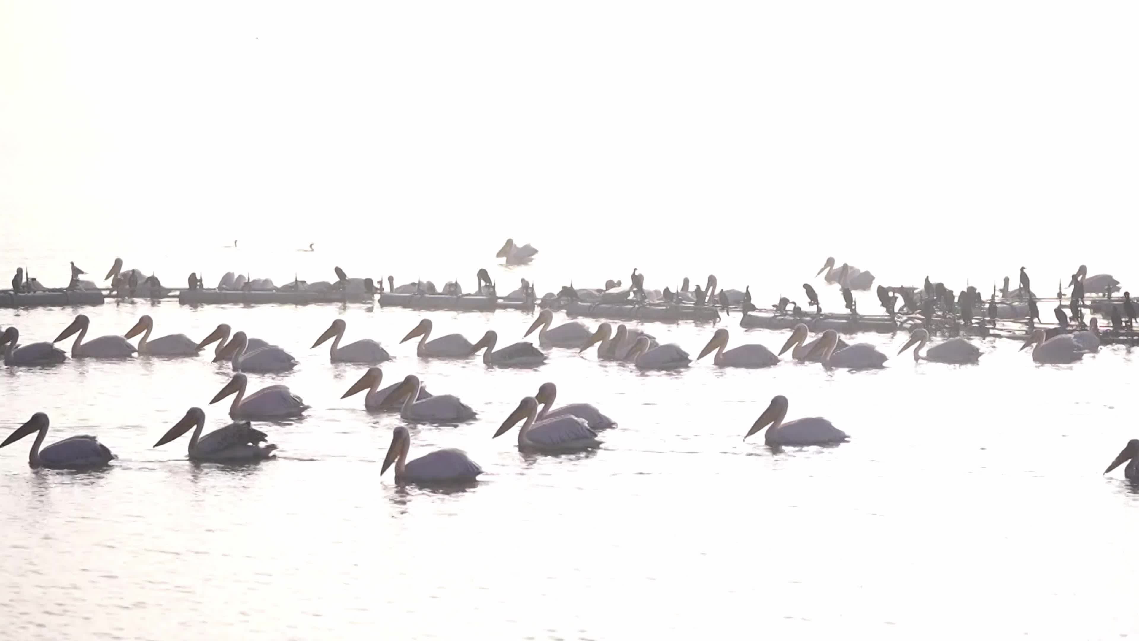 Pelicans inside The Lake During Cold Winter Day In India