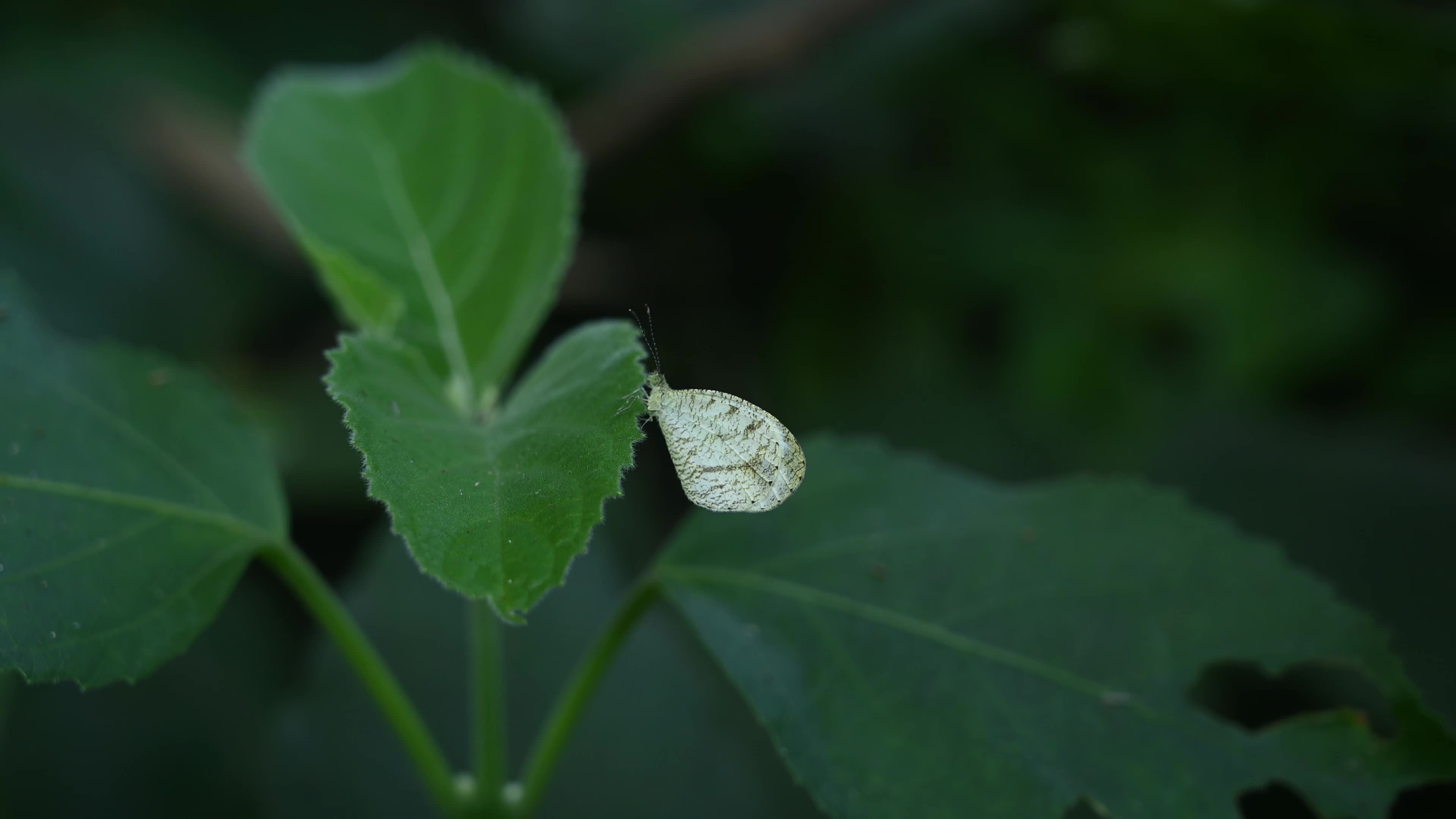 Oriental Psyche (Leptosia nina) - Zucchini Flower 