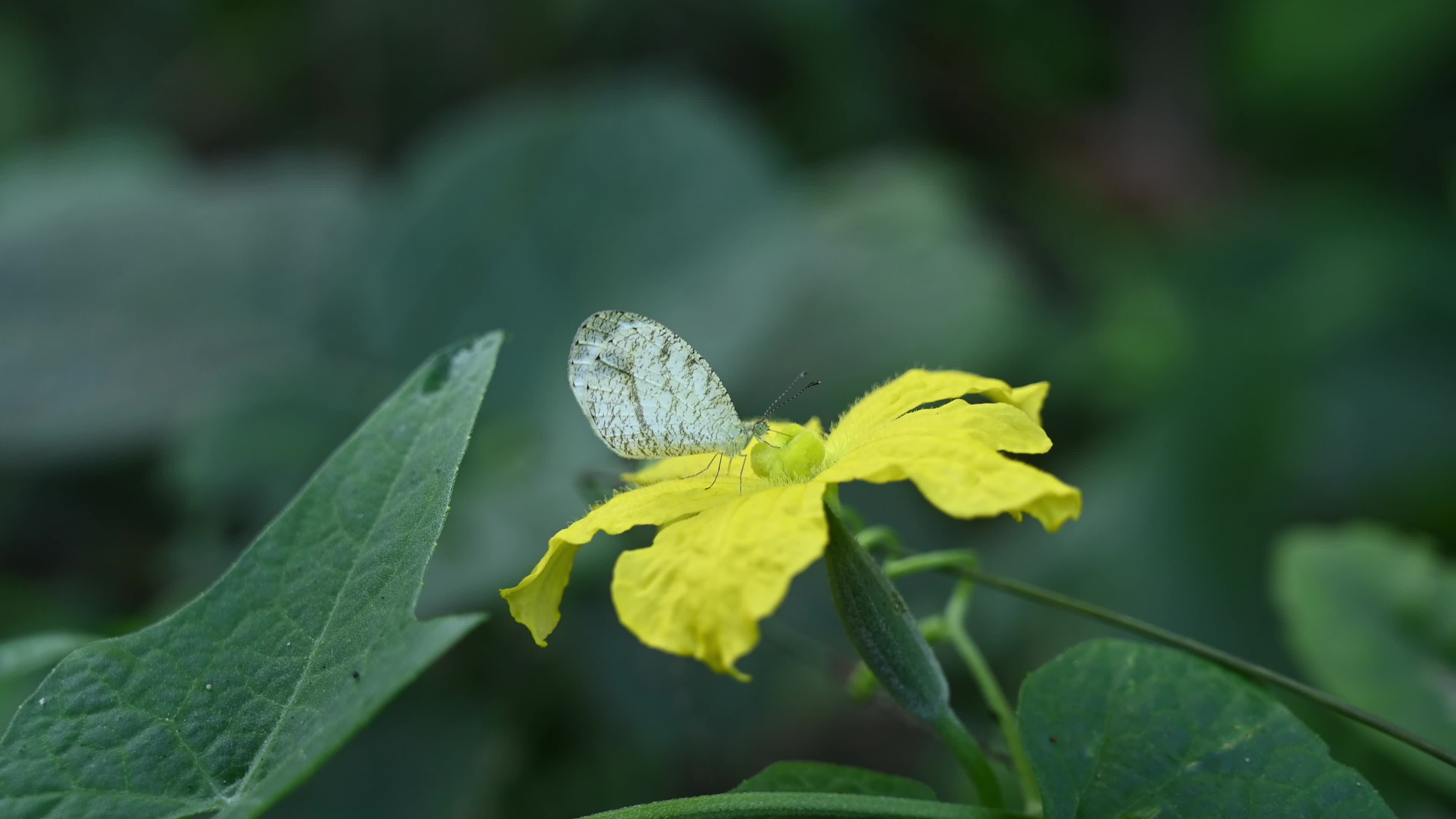 Oriental Psyche (Leptosia nina) - Zucchini Flower 