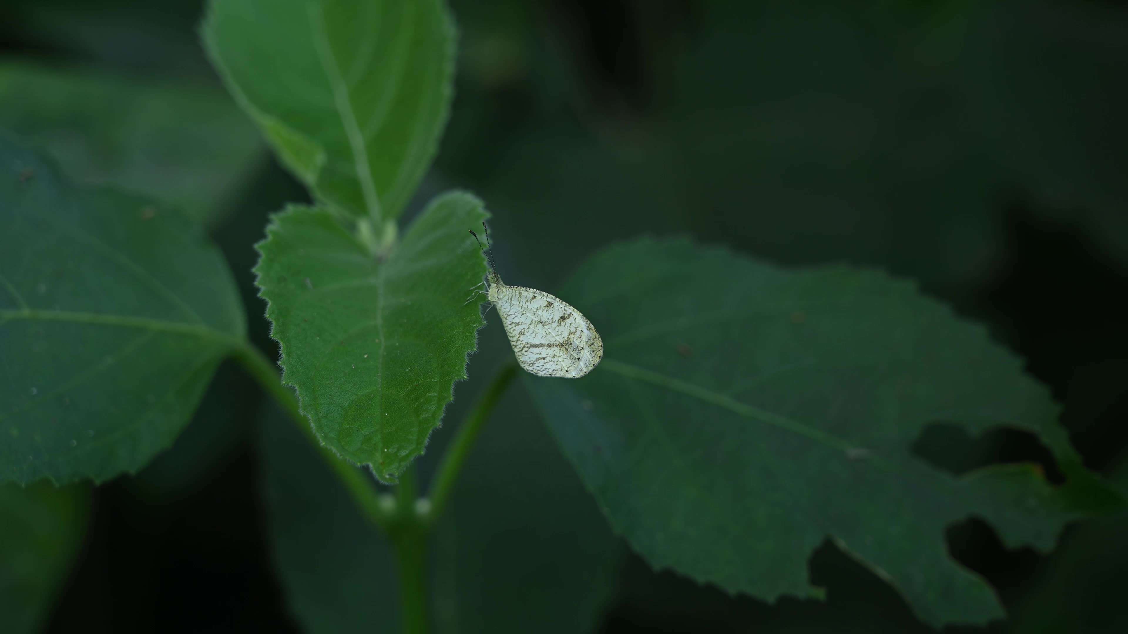 Oriental Psyche (Leptosia nina) - Zucchini Flower 