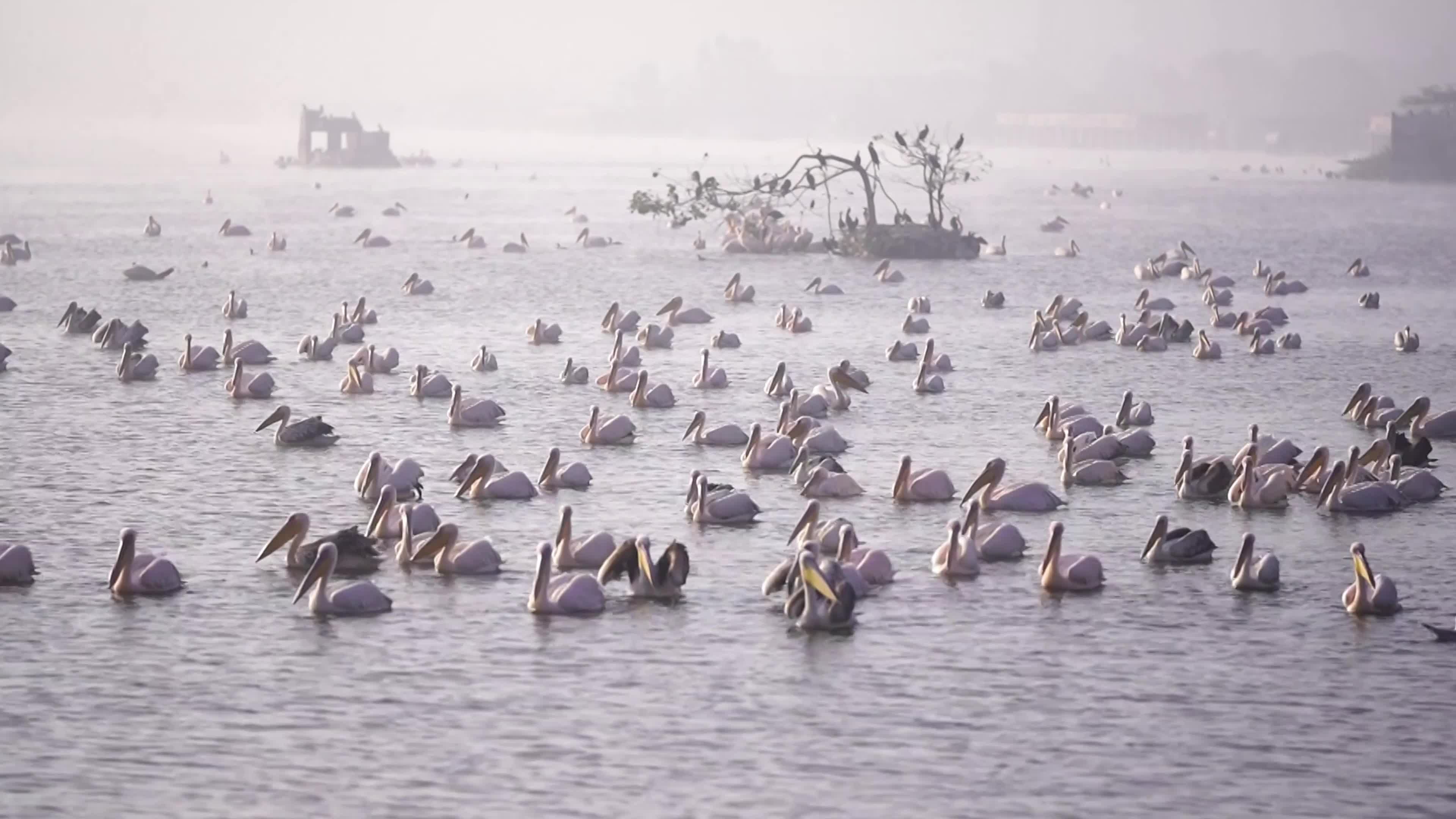 Pelicans inside The Lake During Cold Winter Day In India