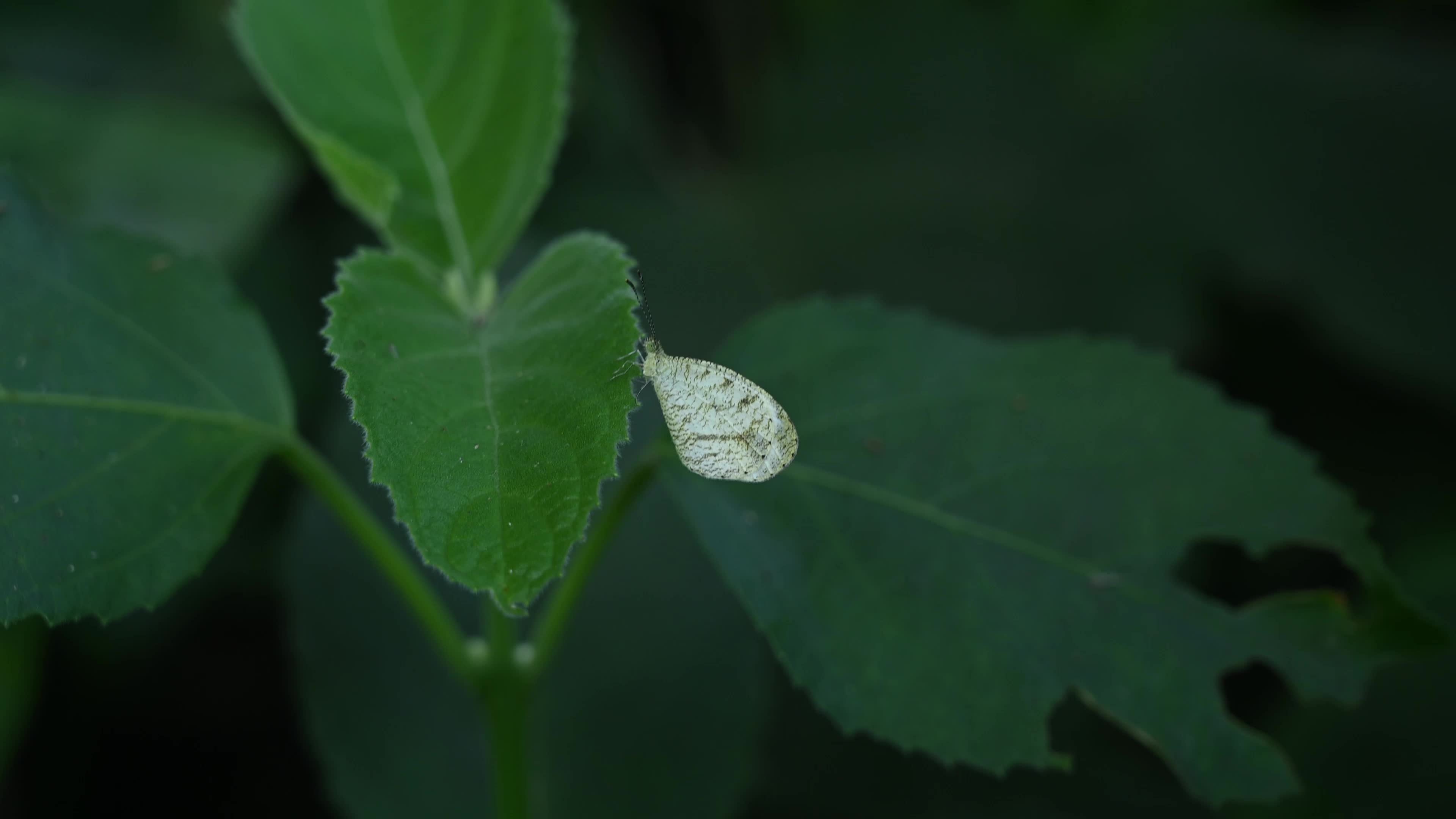 Oriental Psyche (Leptosia nina) - Zucchini Flower 