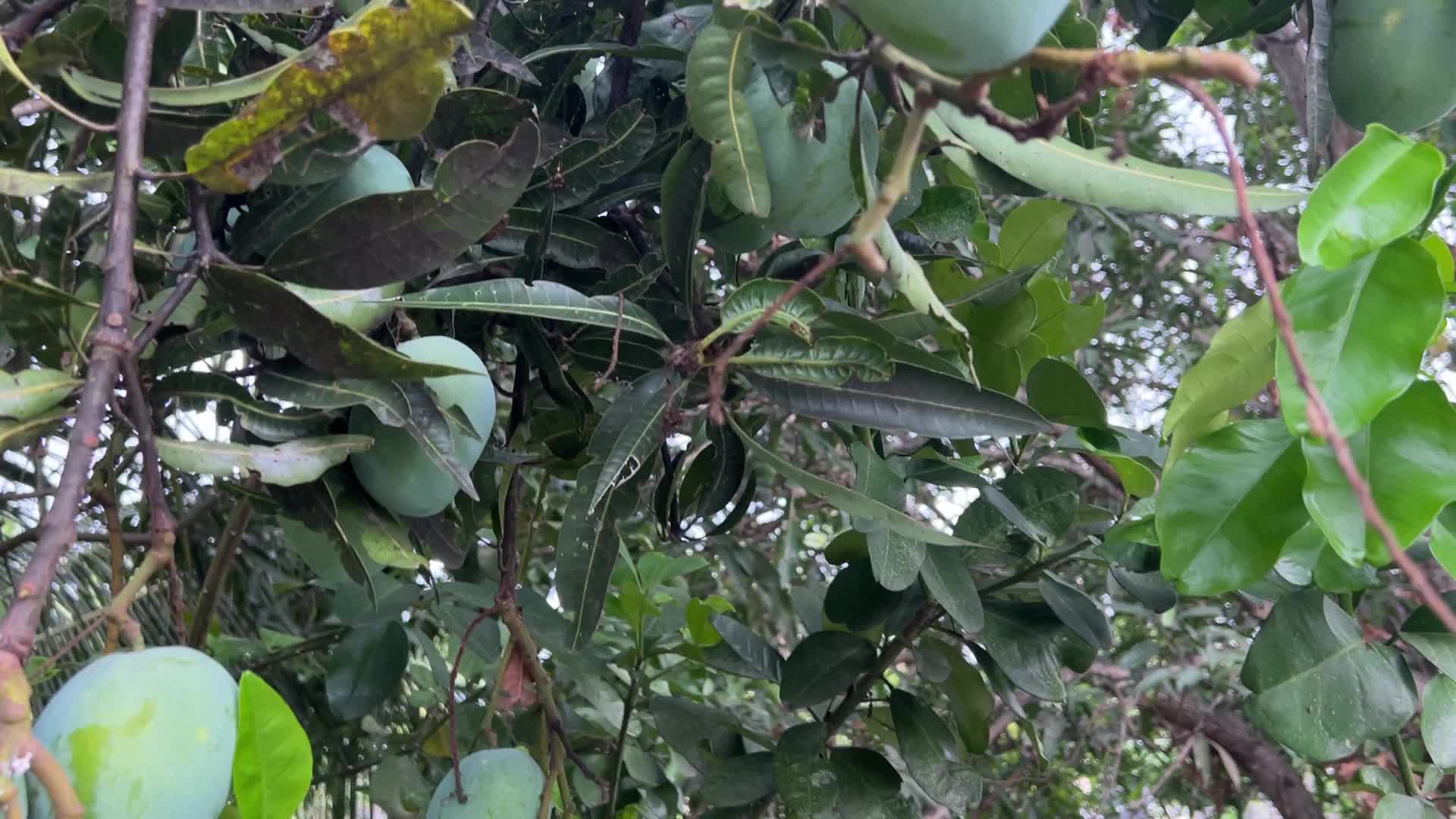 Daily life in Pattom, Kerala, India