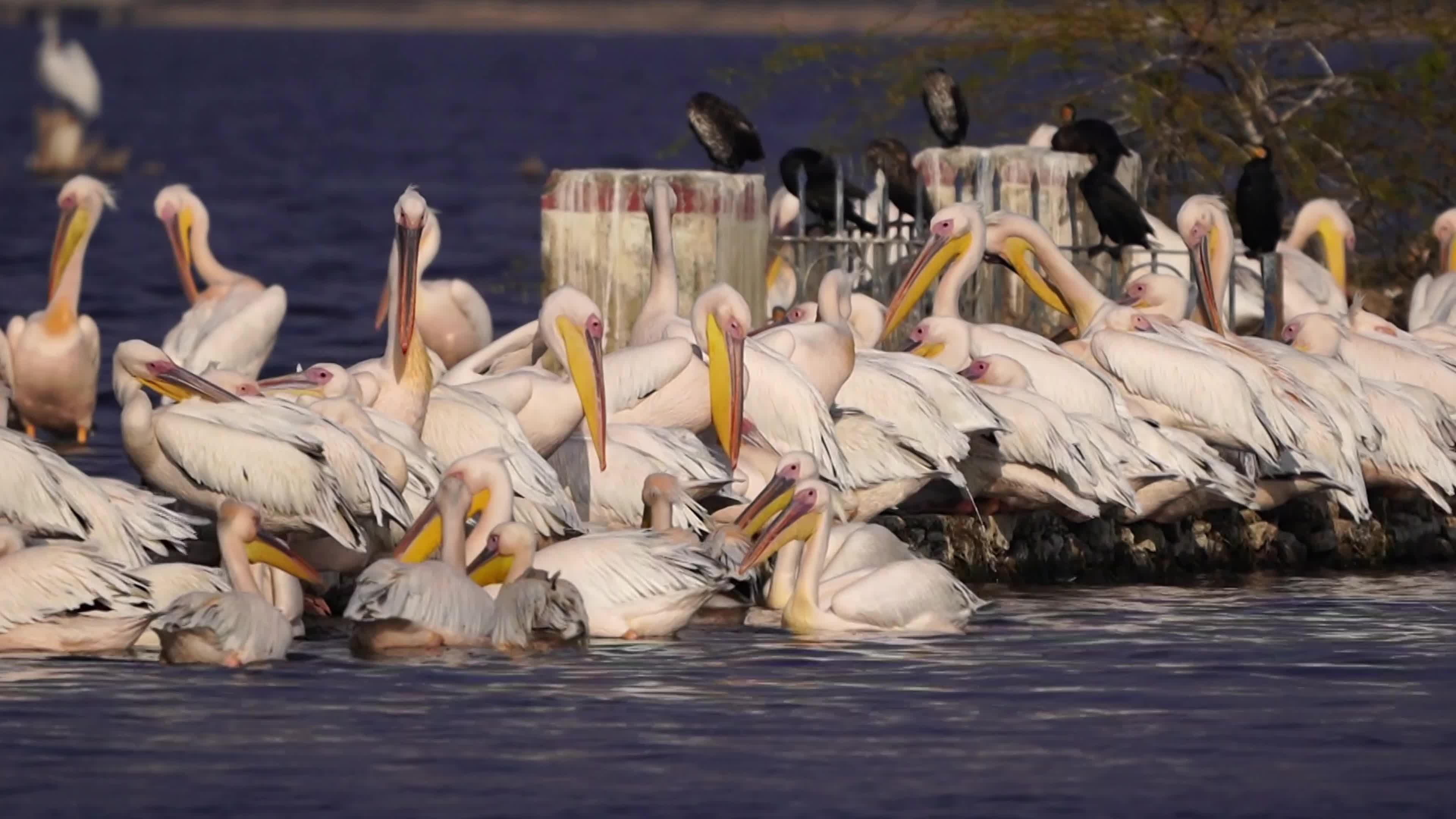 Pelicans Inside The Lake During Cold Winter Day