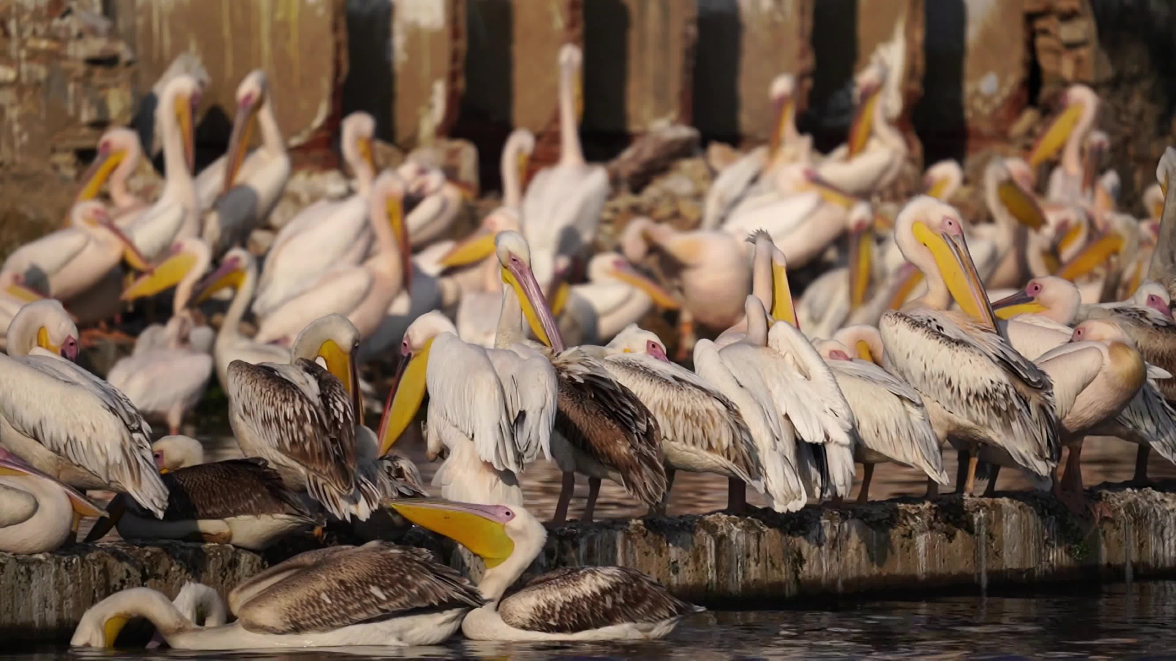 Pelicans Inside The Lake During Cold Winter Day