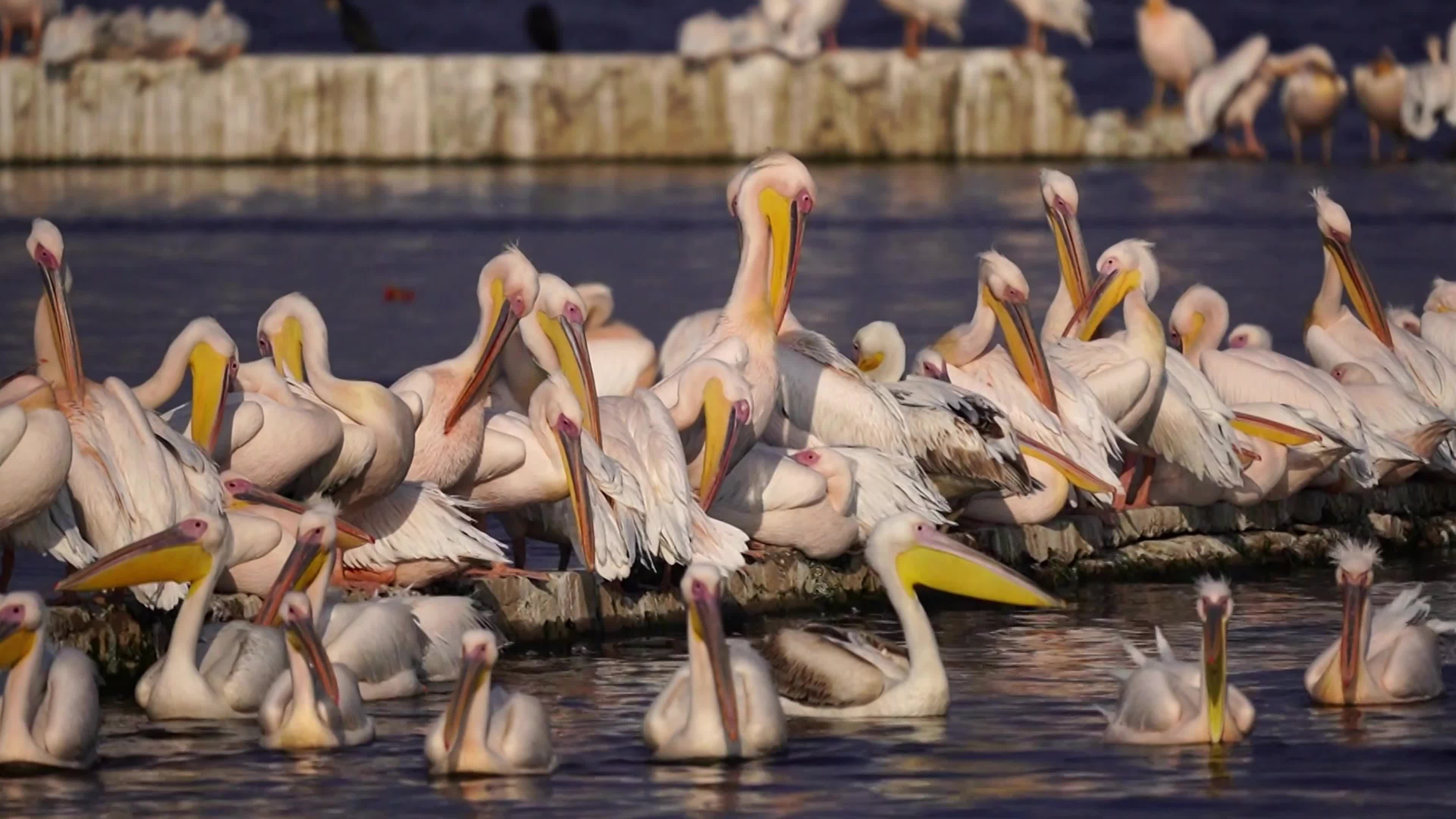 Pelicans Inside The Lake During Cold Winter Day
