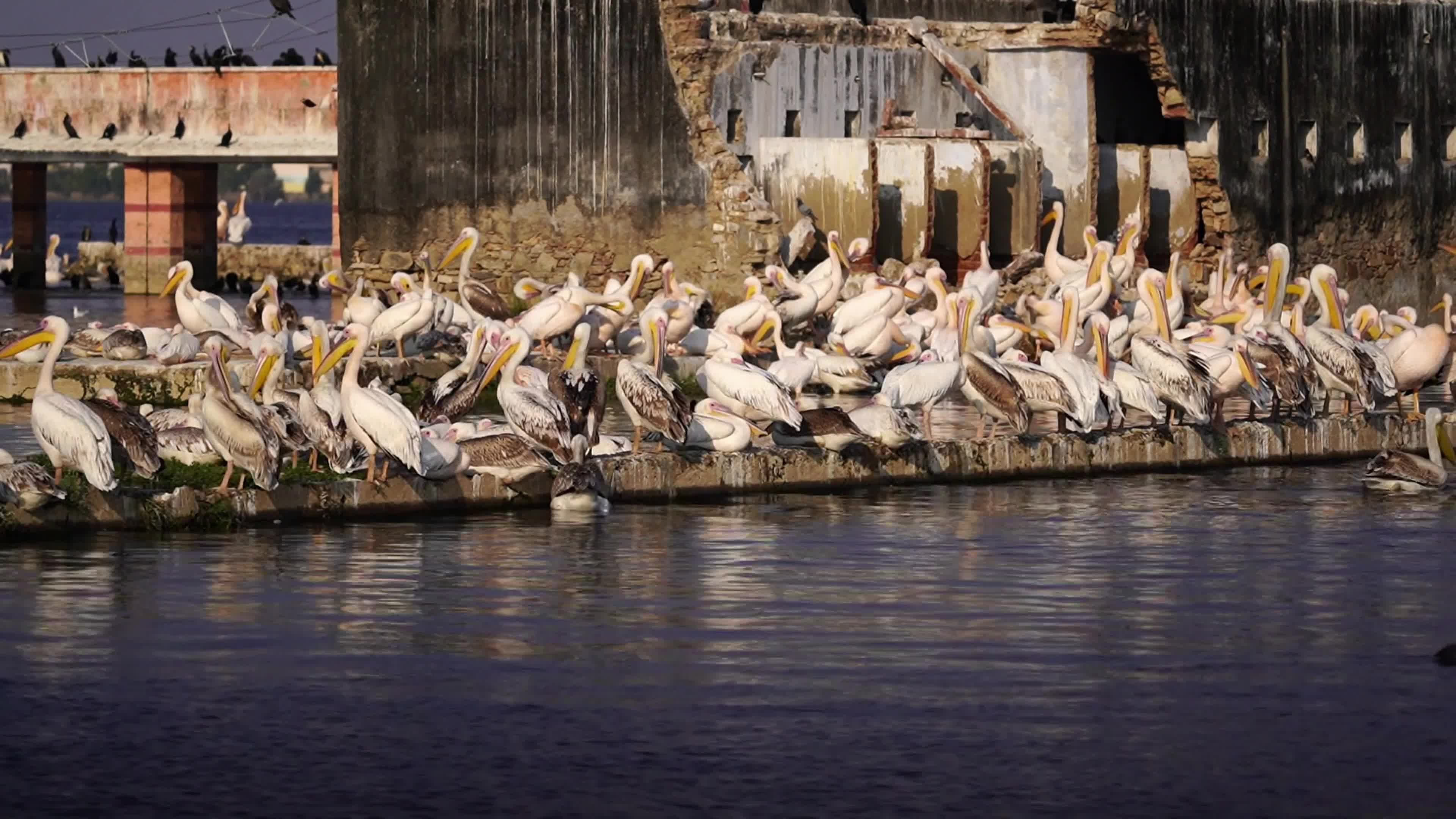 Pelicans Inside The Lake During Cold Winter Day