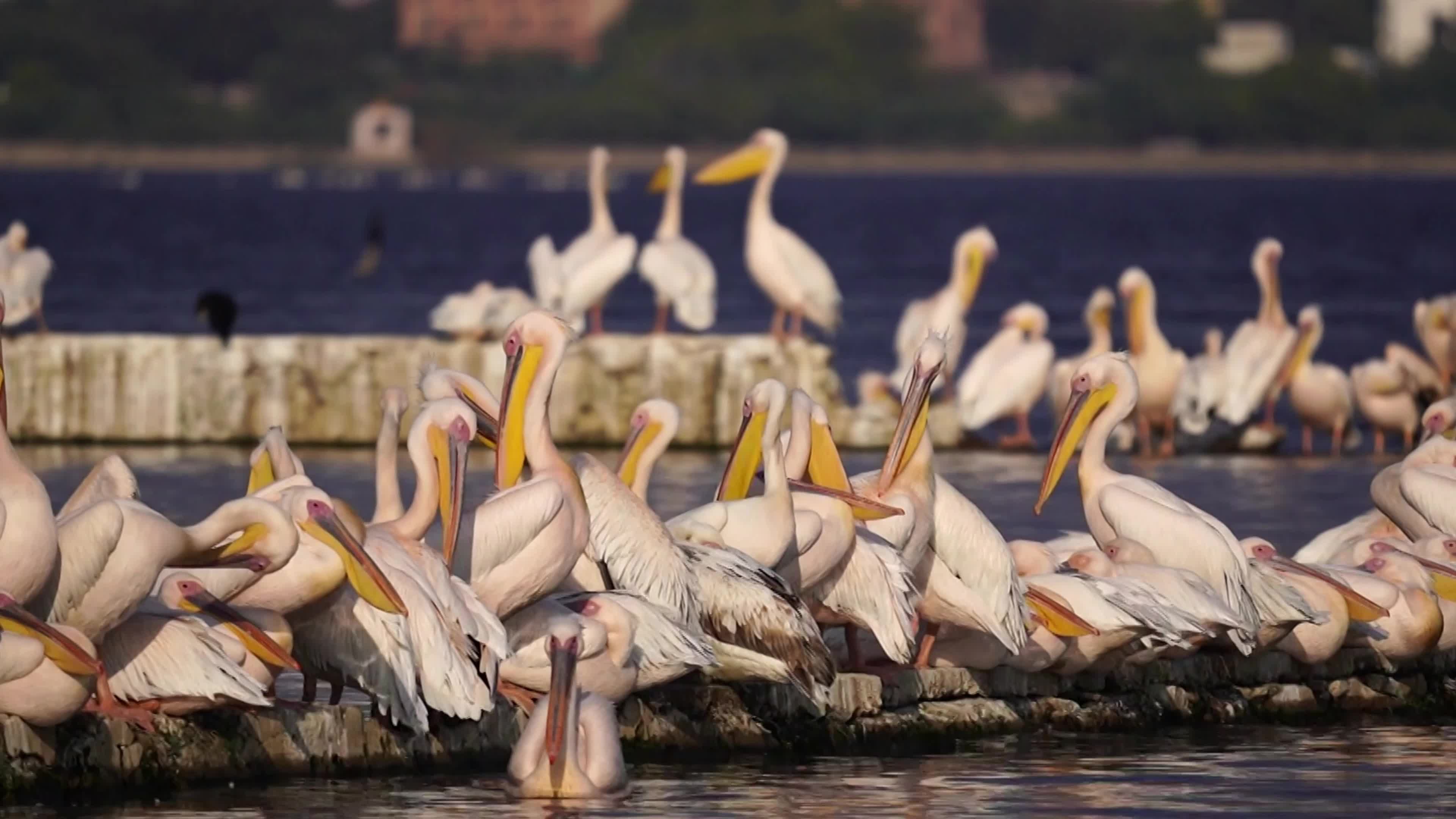 Pelicans Inside The Lake During Cold Winter Day