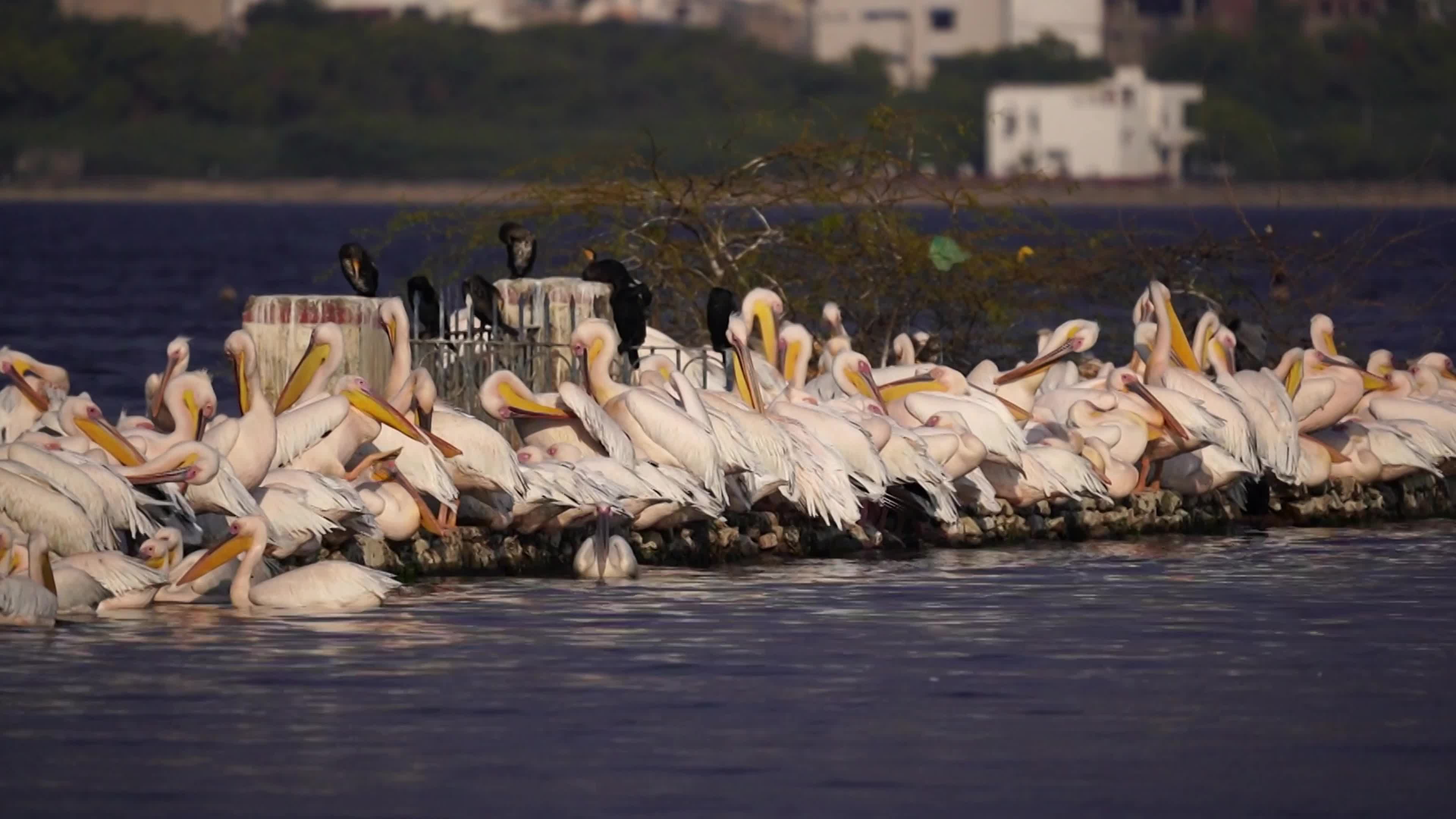 Pelicans Inside The Lake During Cold Winter Day