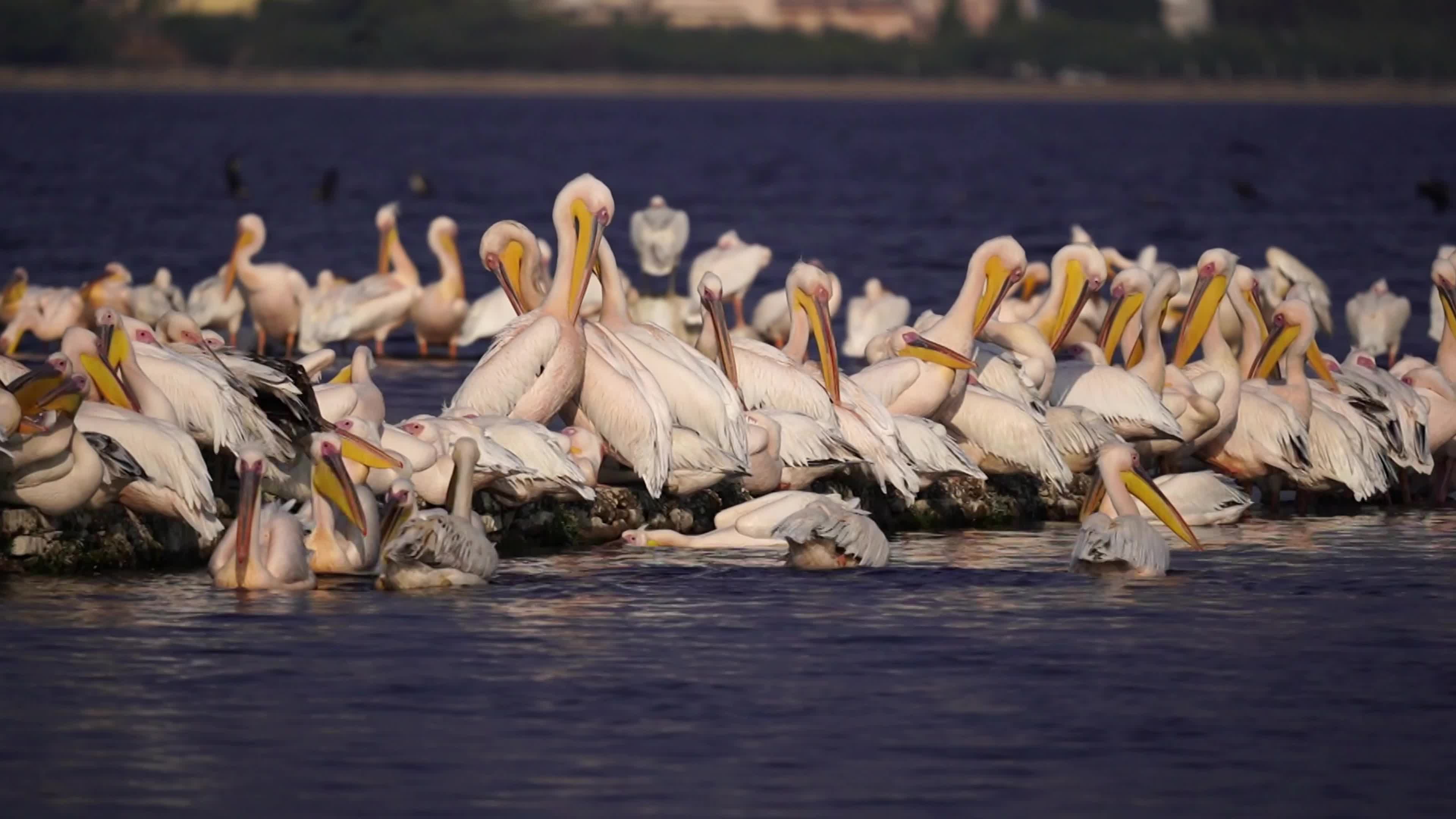 Pelicans Inside The Lake During Cold Winter Day