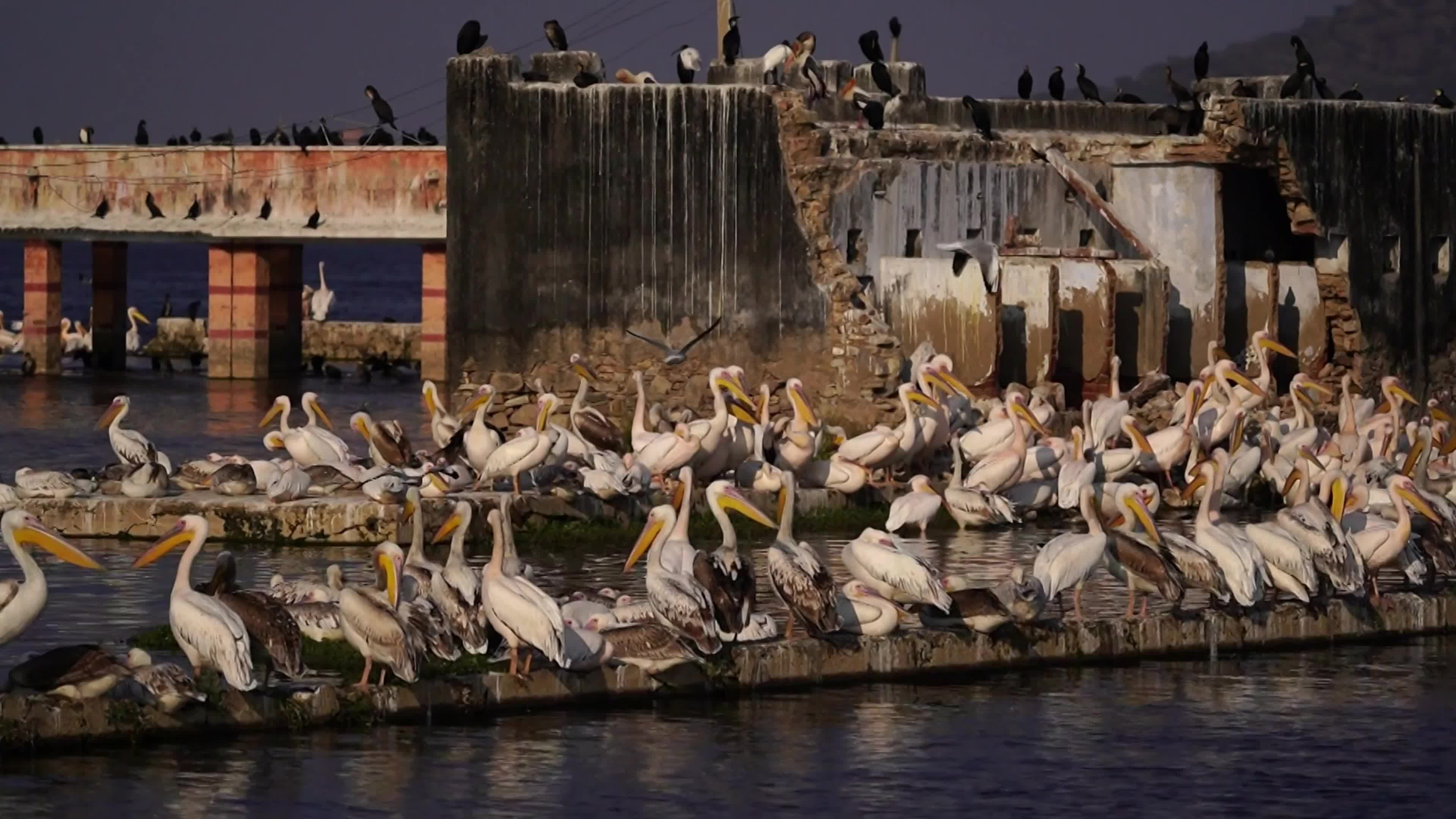 Pelicans Inside The Lake During Cold Winter Day