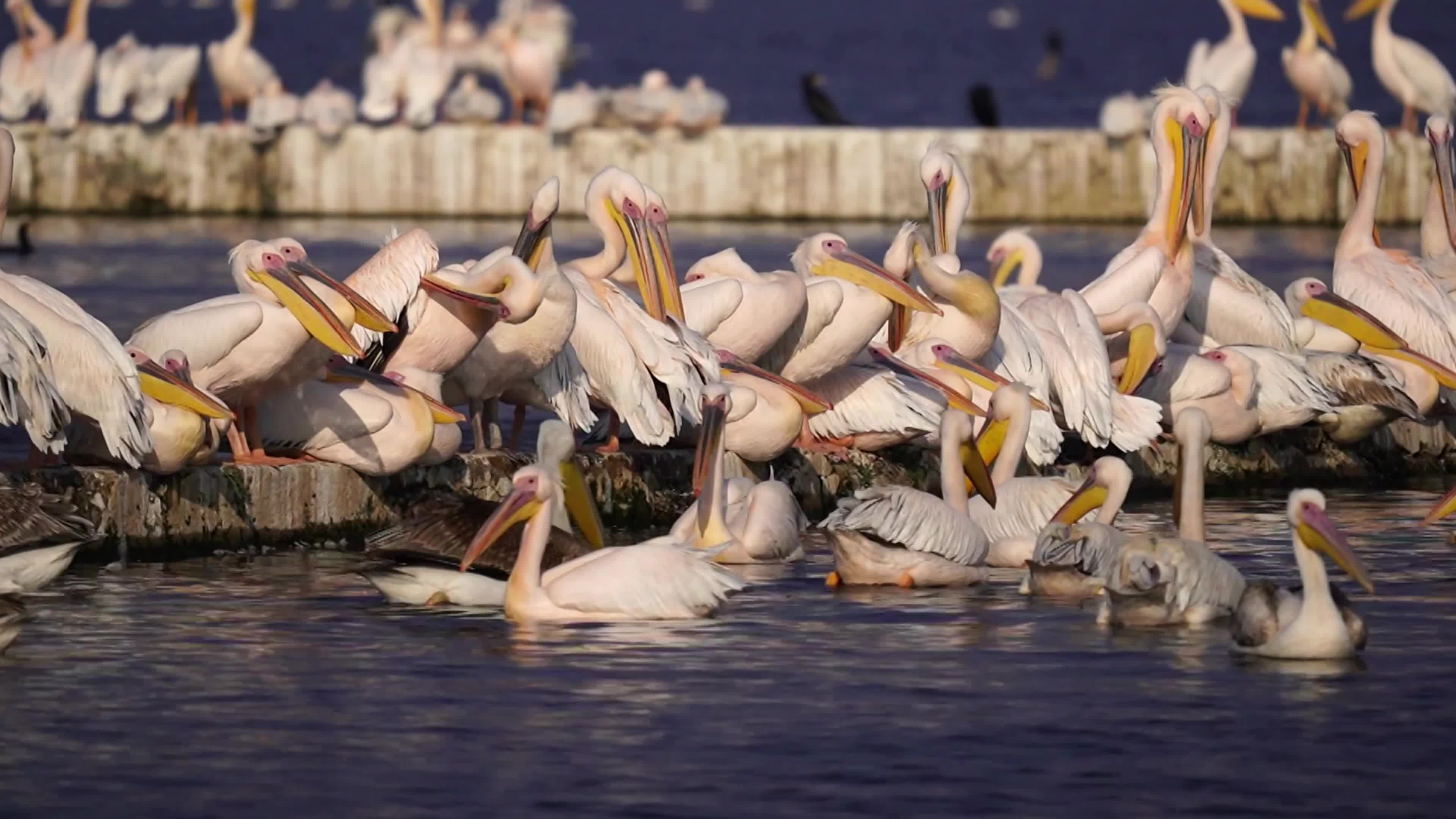 Pelicans Inside The Lake During Cold Winter Day