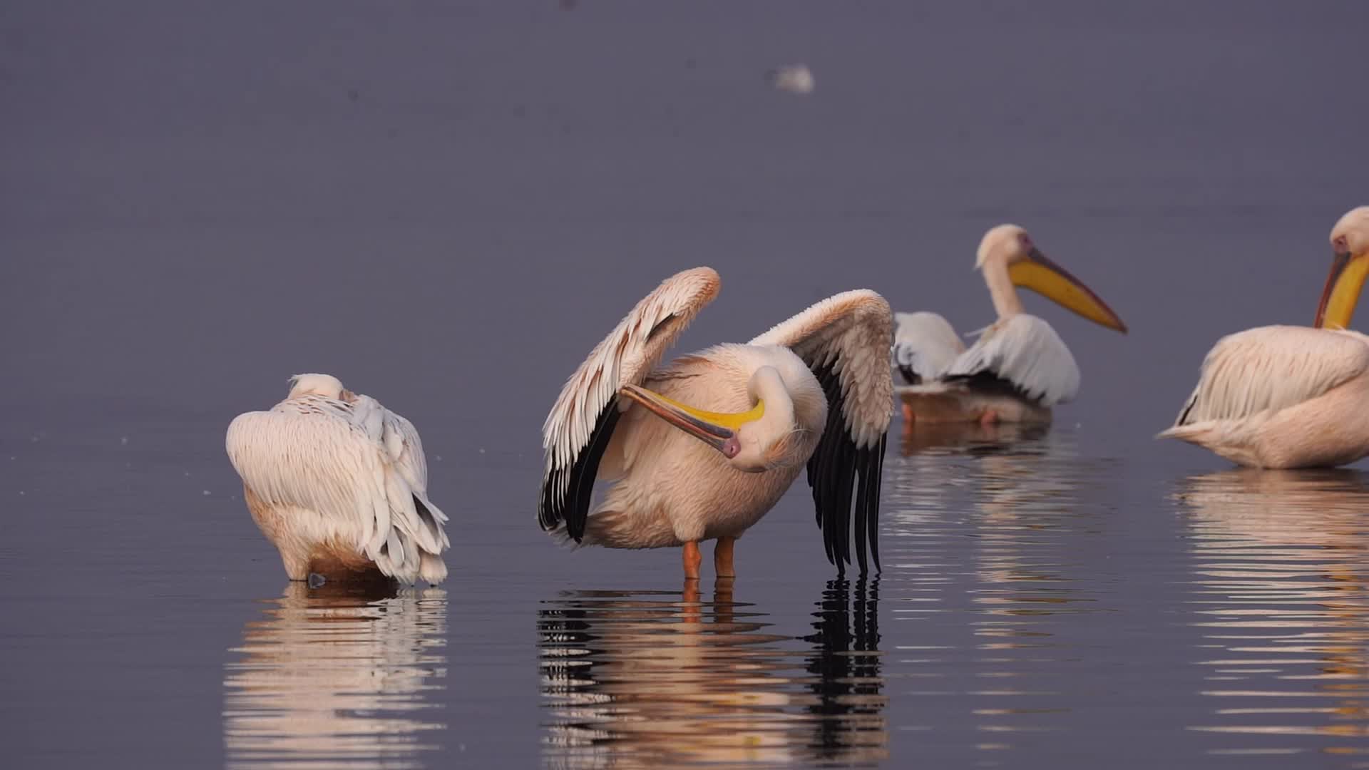 Great White Pelican 