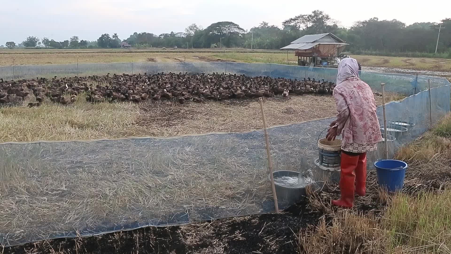 A farmer tends to her flock of ducks 