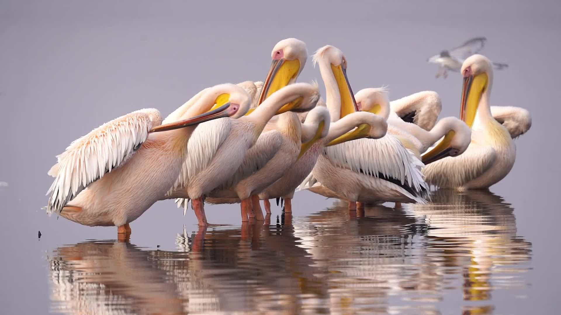 Great White Pelican 