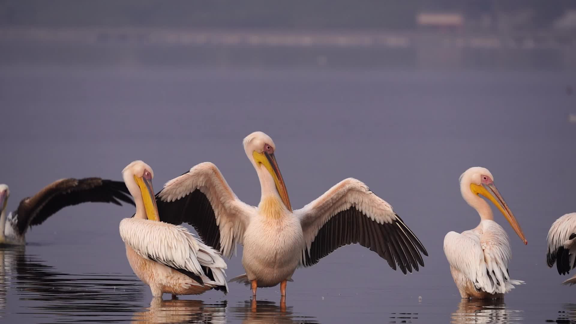 Great White Pelican 