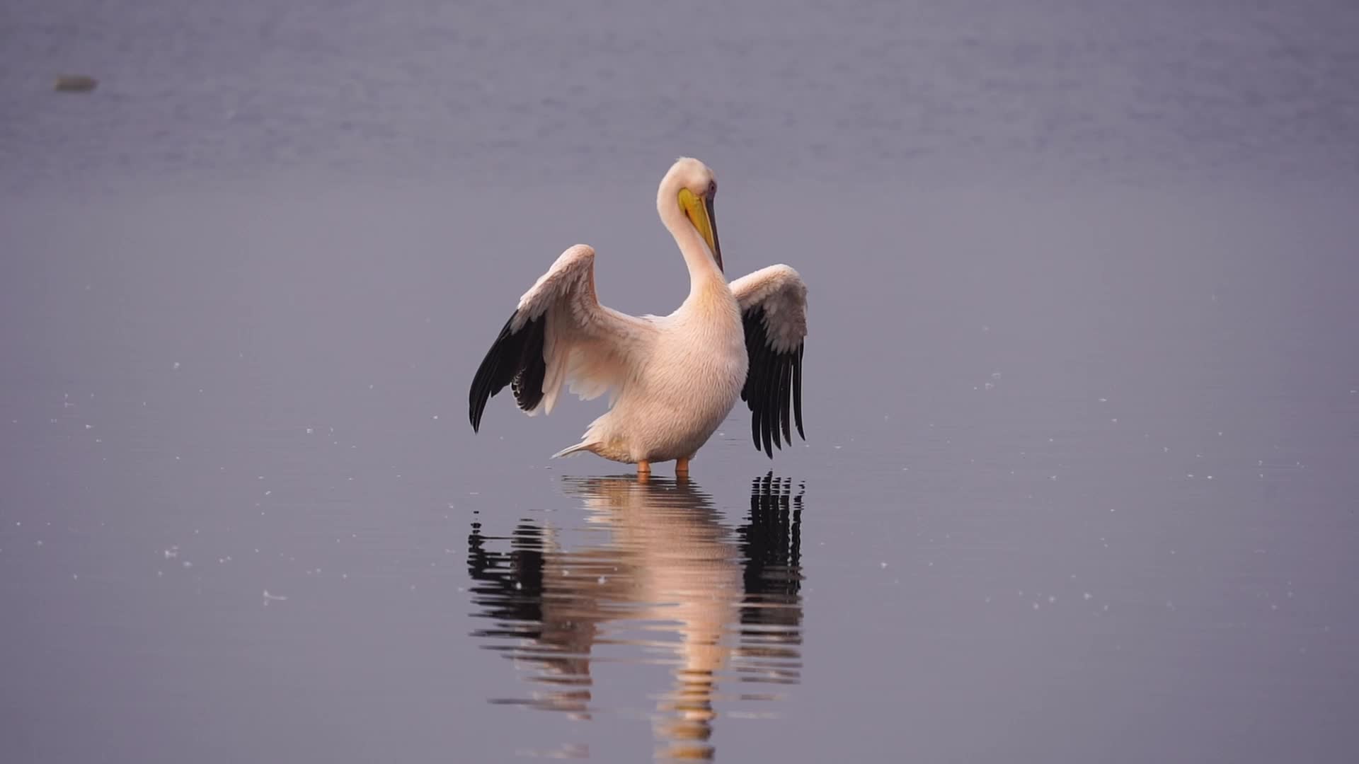 Great White Pelican 