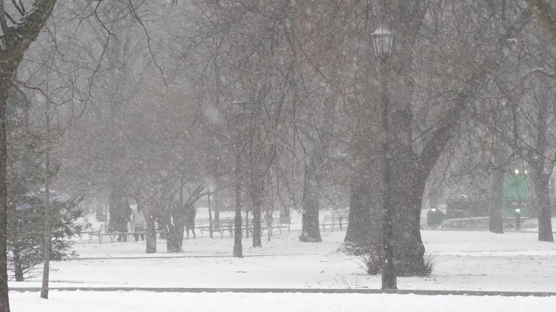 Snowy Day In Toronto, Canada