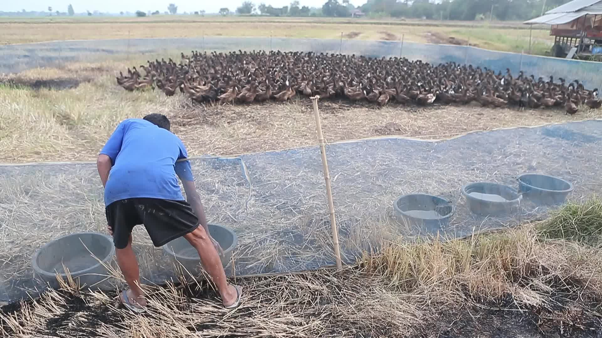 A farmer tends to her flock of ducks 