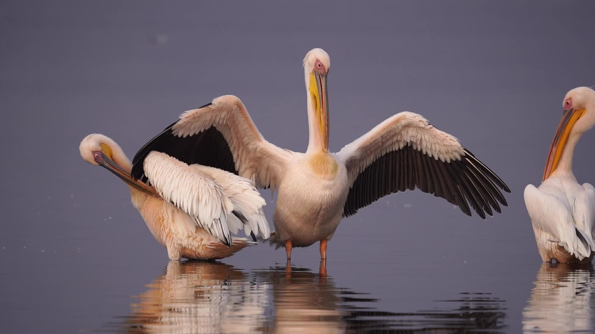 Great White Pelican 