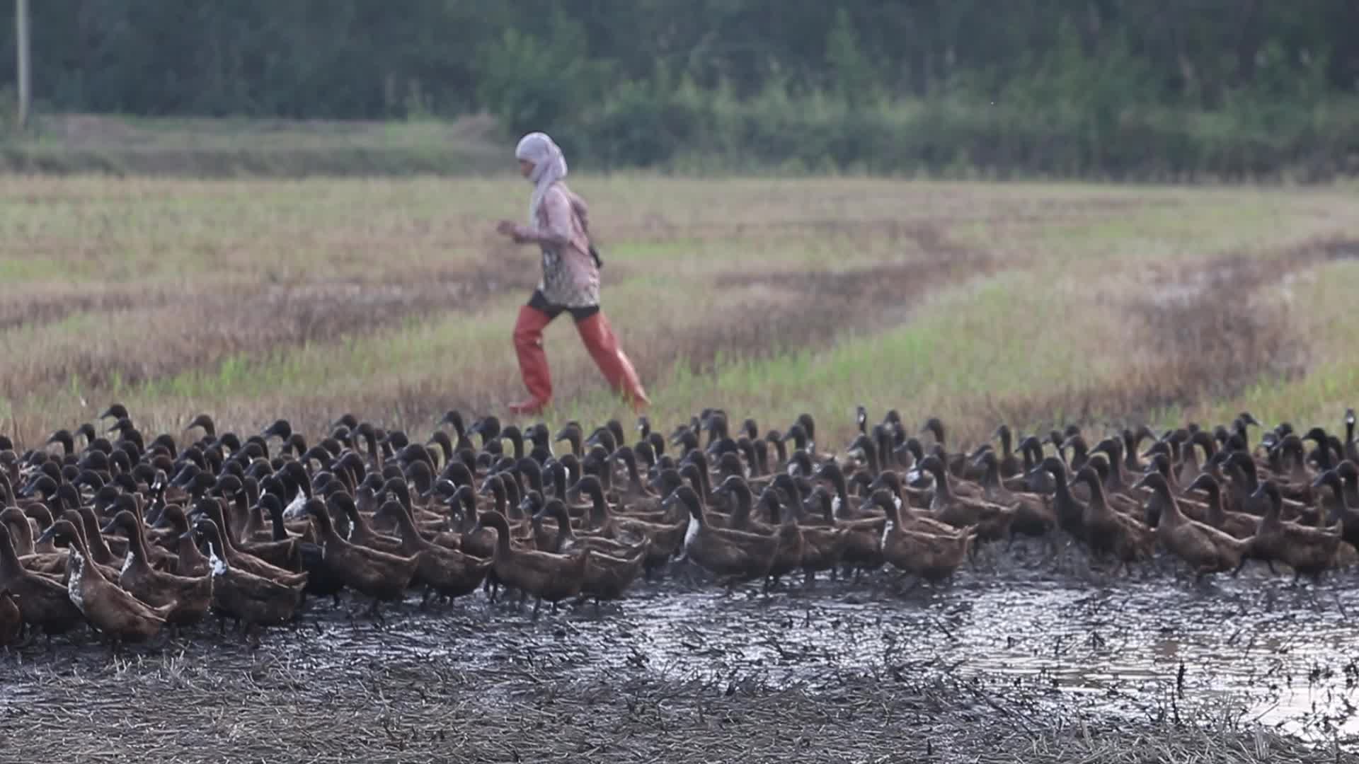 A farmer tends to her flock of ducks 