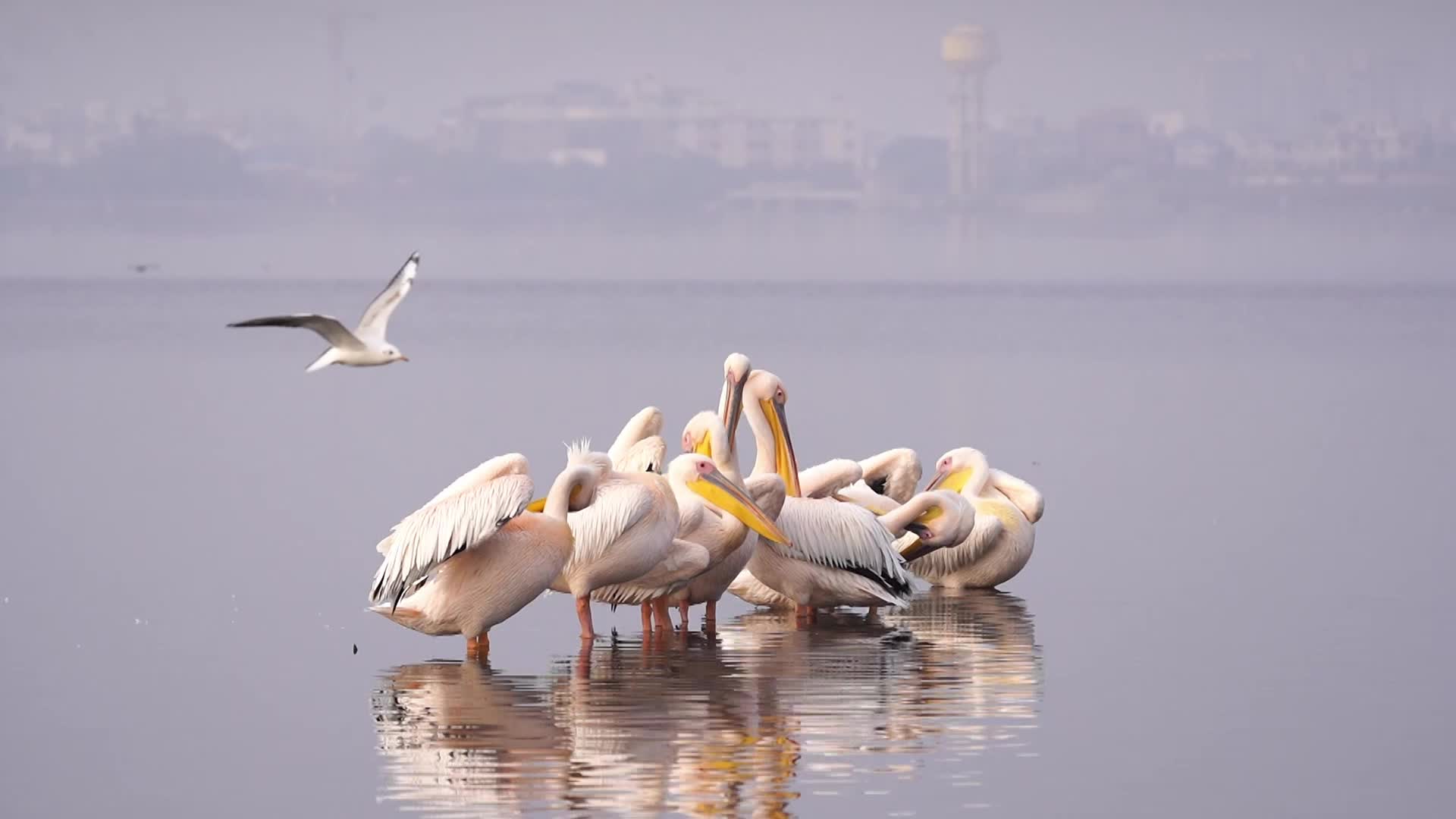 Great White Pelican 