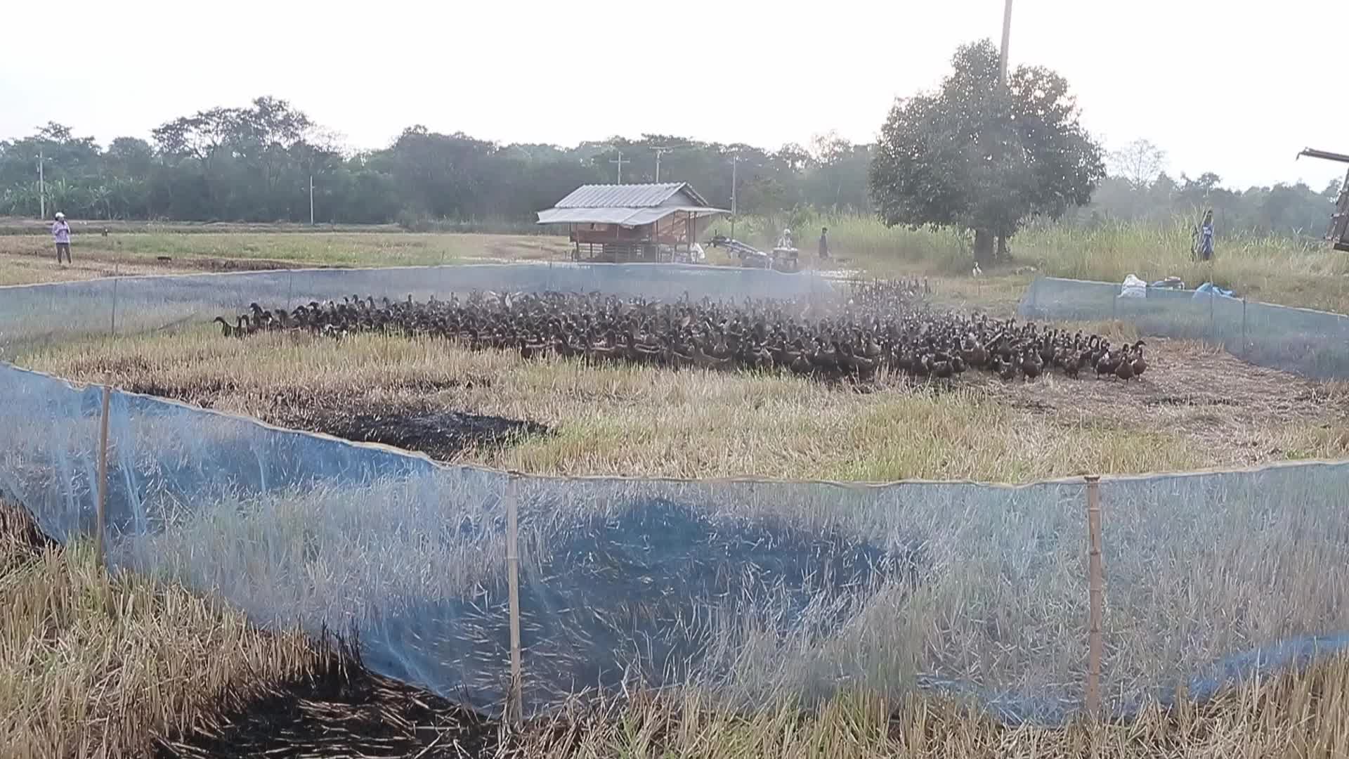 A farmer tends to her flock of ducks 