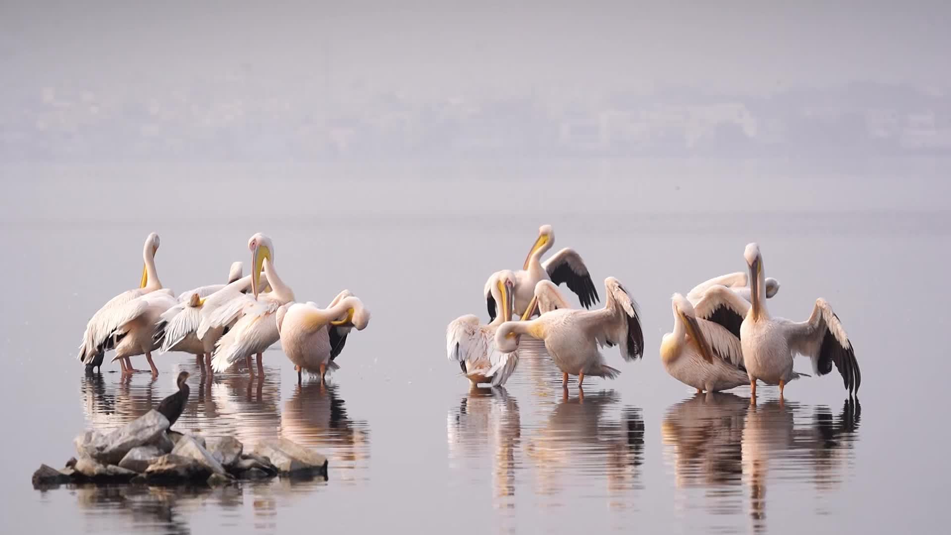 Great White Pelican 