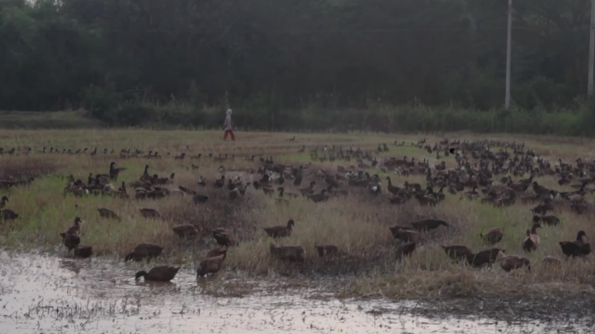 A farmer tends to her flock of ducks 
