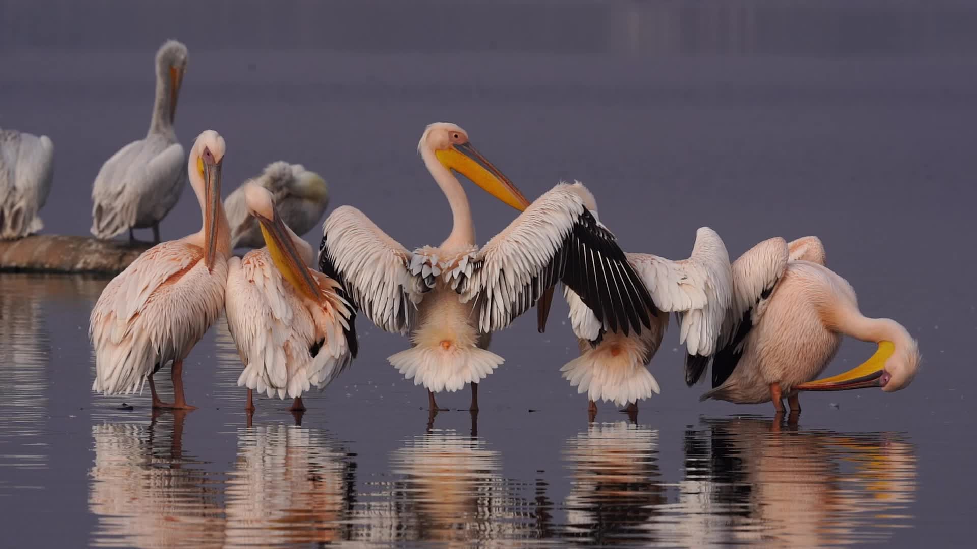 Great White Pelican 