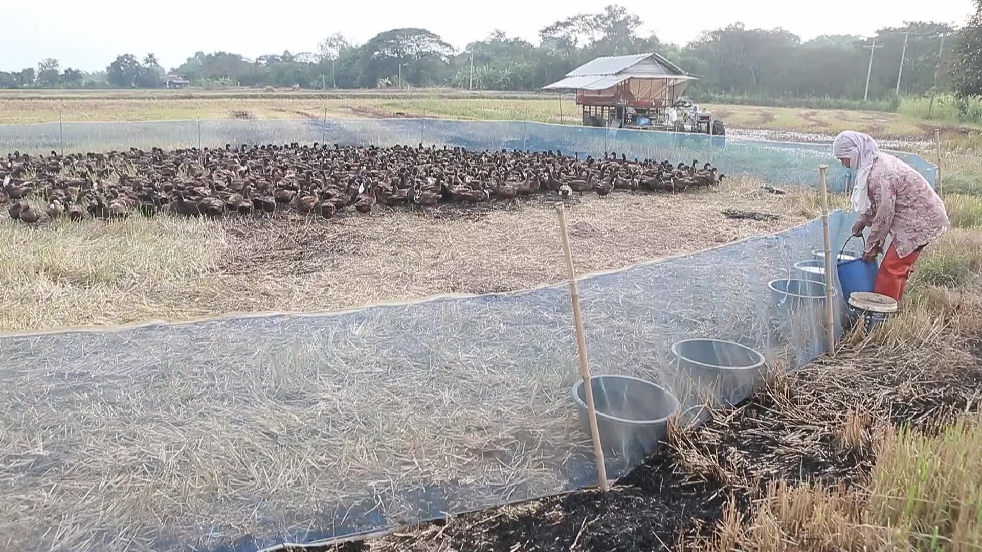 A farmer tends to her flock of ducks 