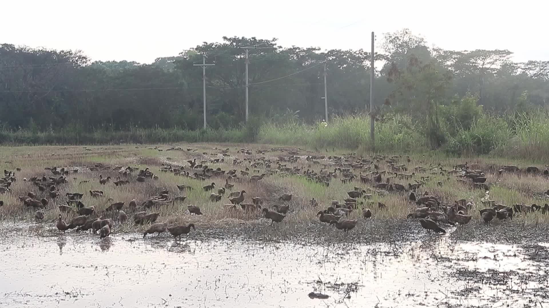 A farmer tends to her flock of ducks 