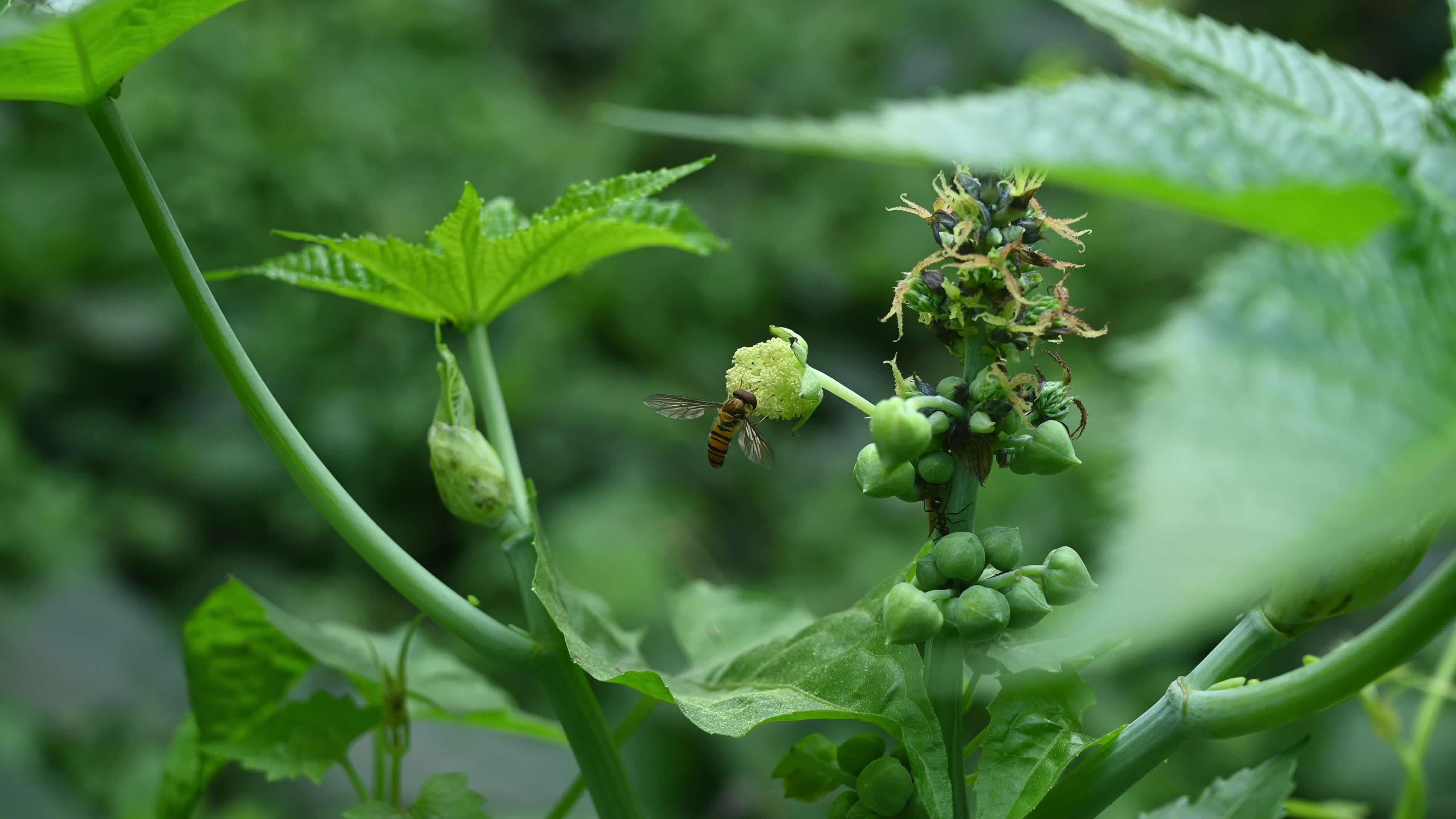 Episyrphus Balteatus - Marmalade Hoverfly - Animal India
