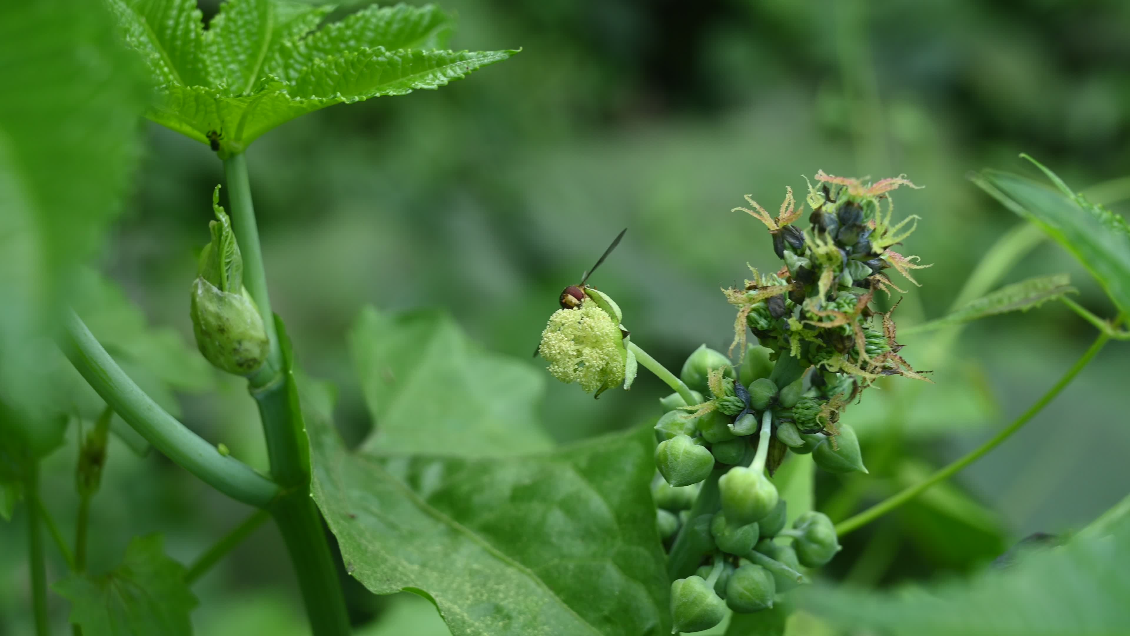 Episyrphus Balteatus - Marmalade Hoverfly - Animal India
