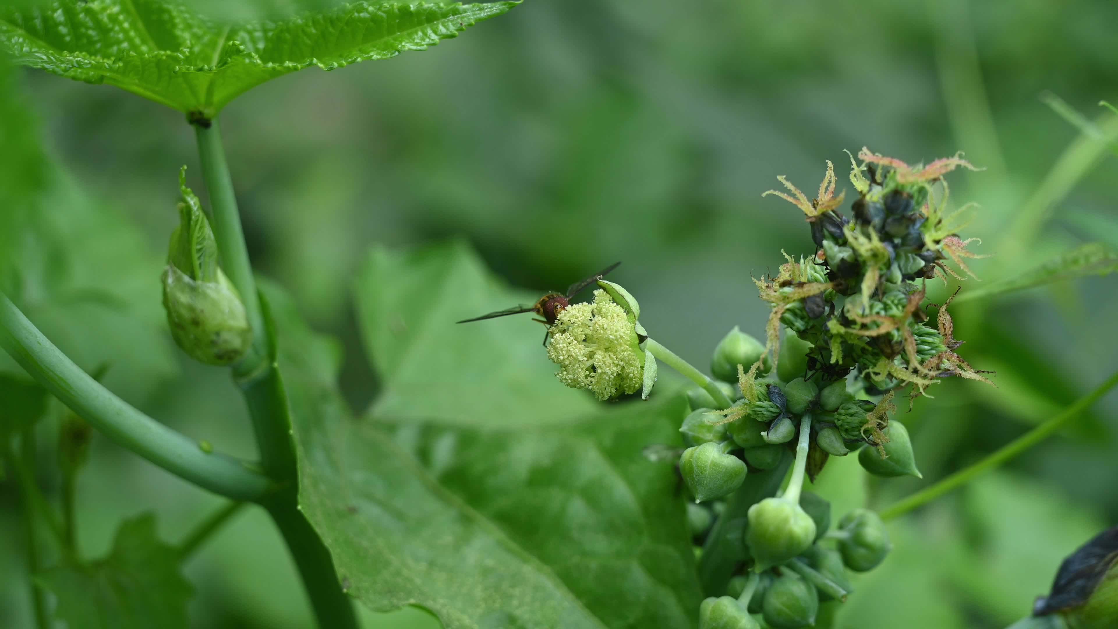 Episyrphus Balteatus - Marmalade Hoverfly - Animal India
