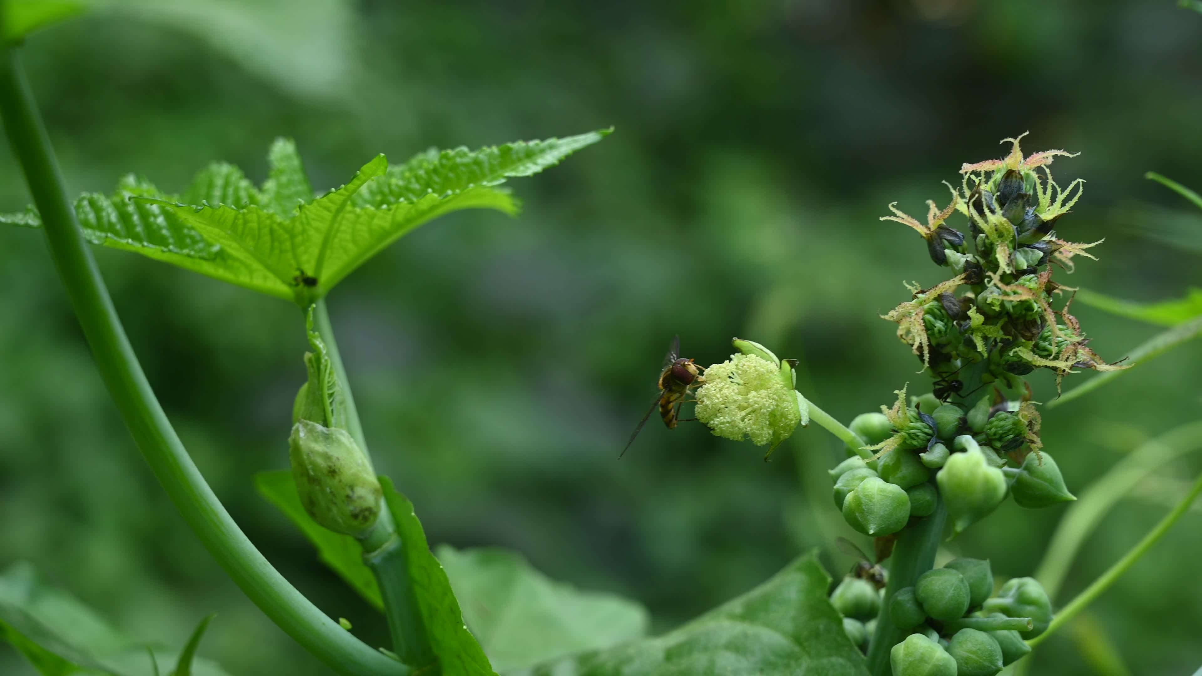 Episyrphus Balteatus - Marmalade Hoverfly - Animal India
