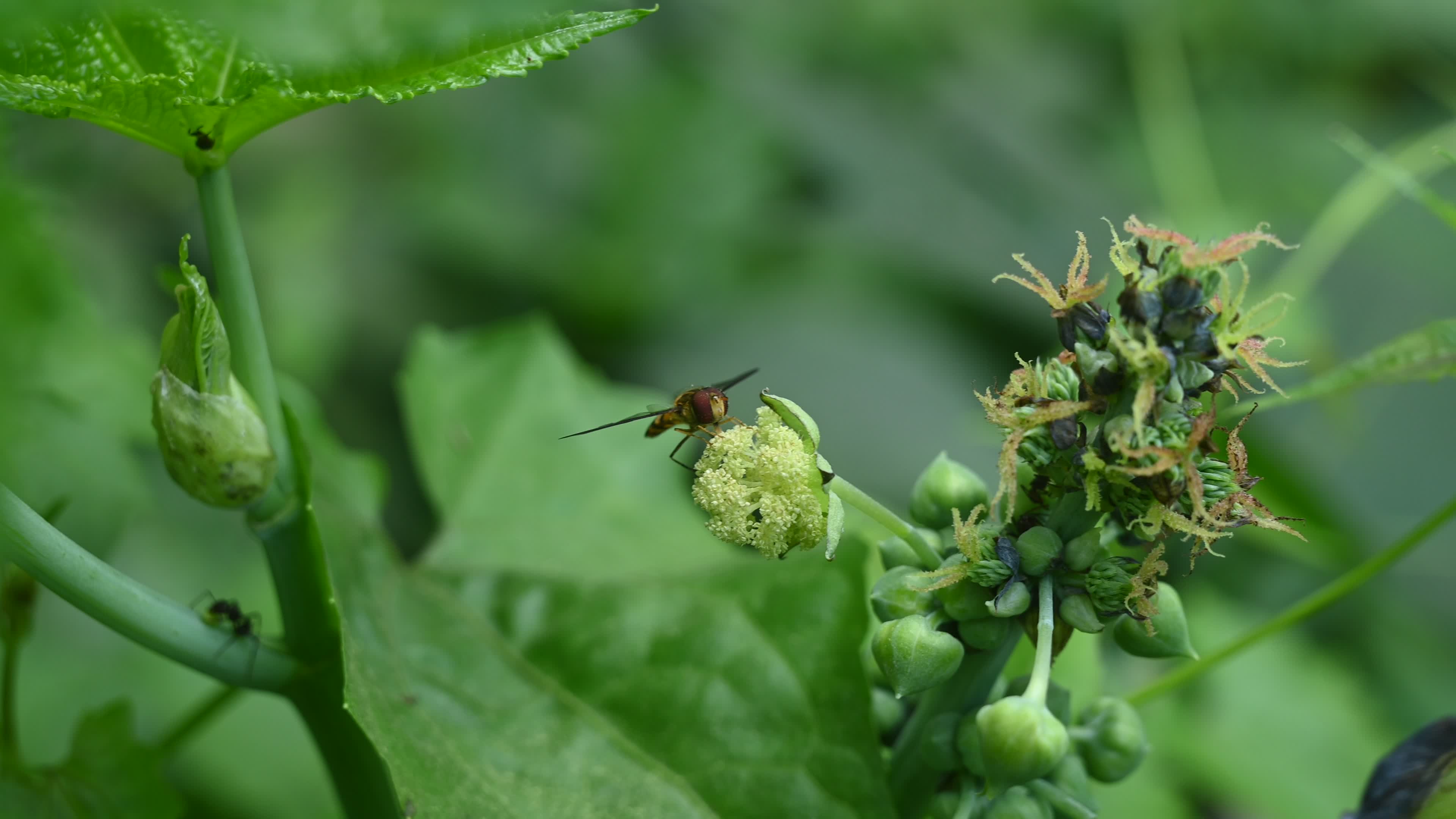 Episyrphus Balteatus - Marmalade Hoverfly - Animal India
