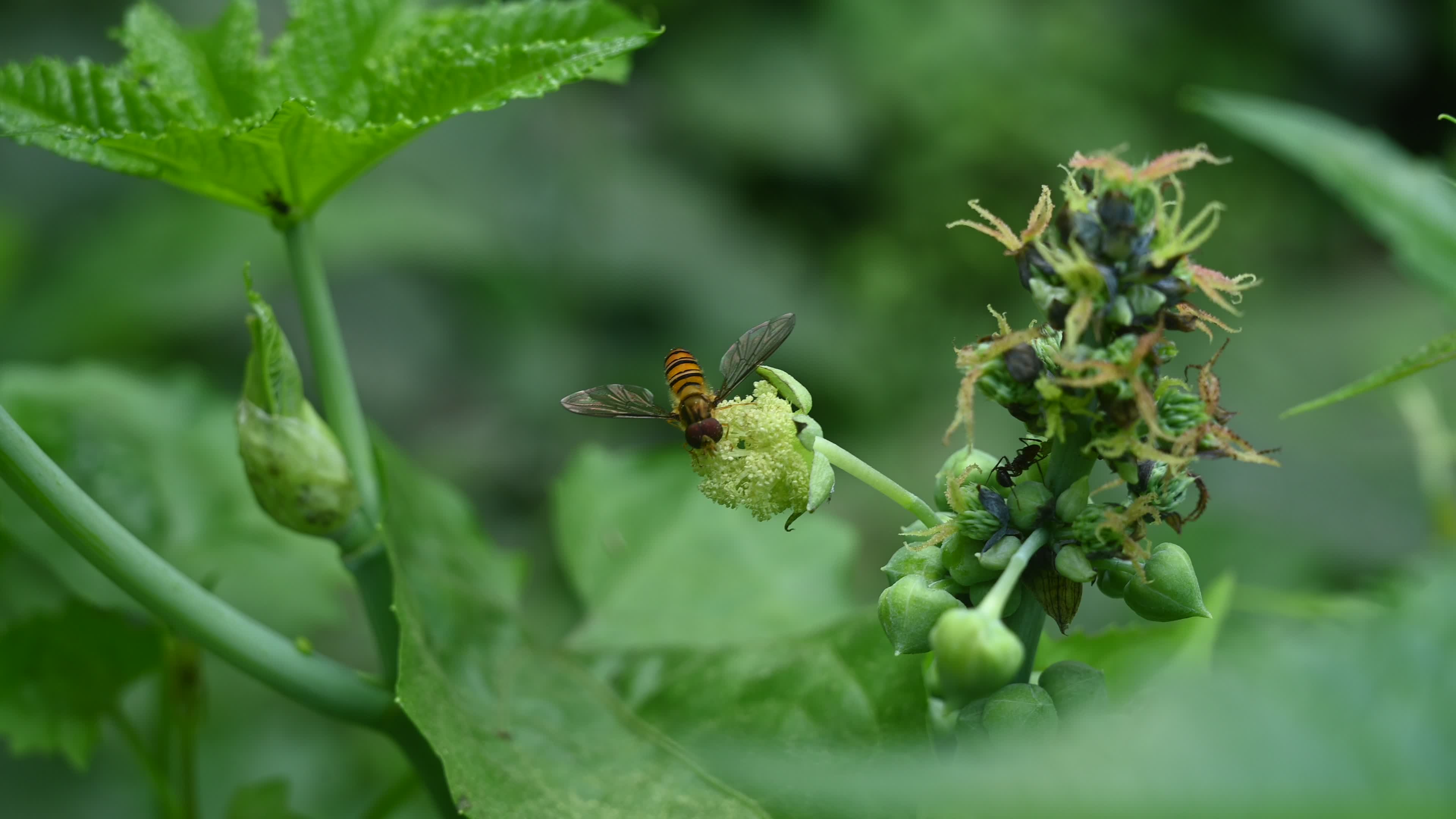 Episyrphus Balteatus - Marmalade Hoverfly - Animal India
