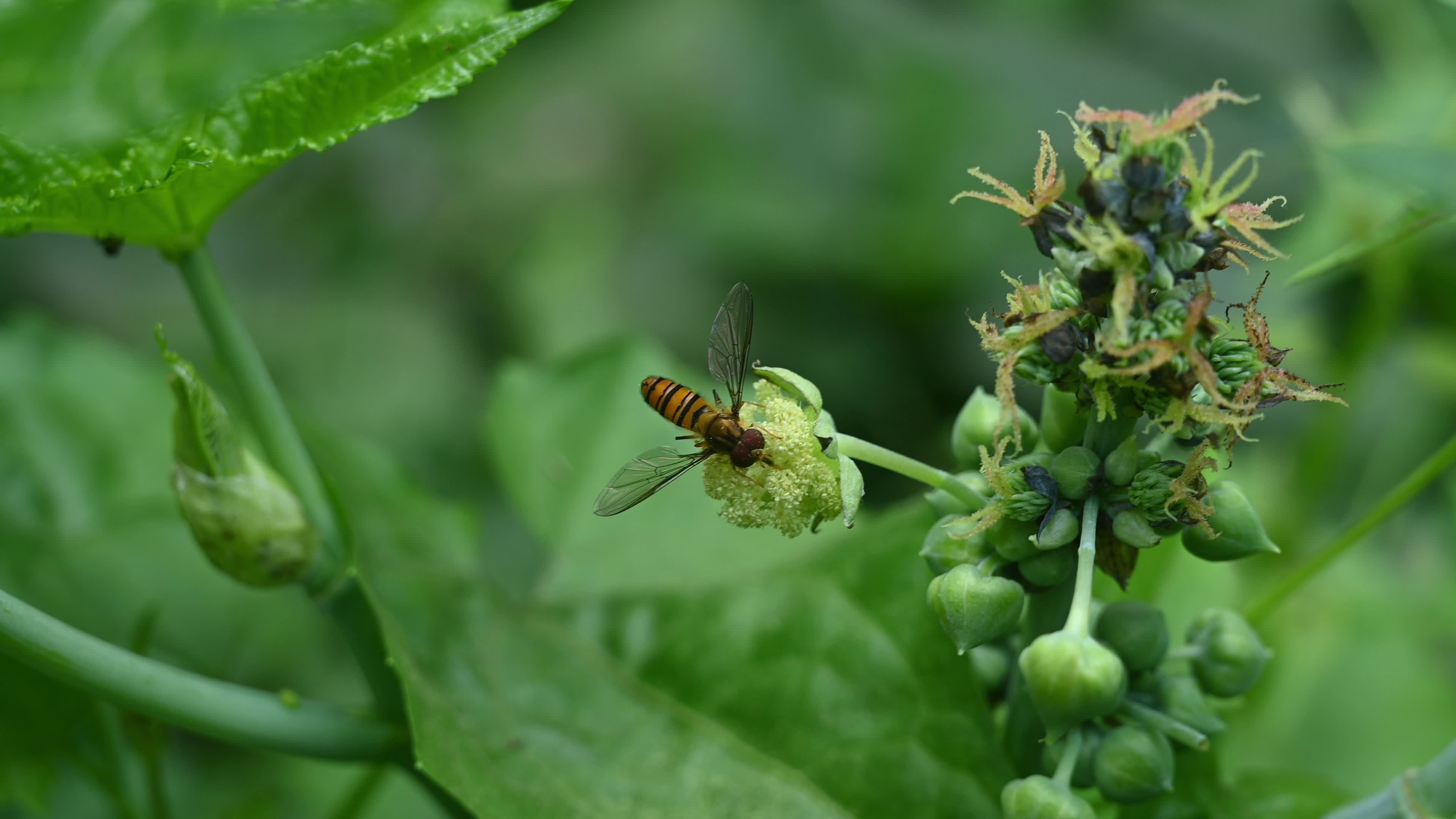 Episyrphus Balteatus - Marmalade Hoverfly - Animal India
