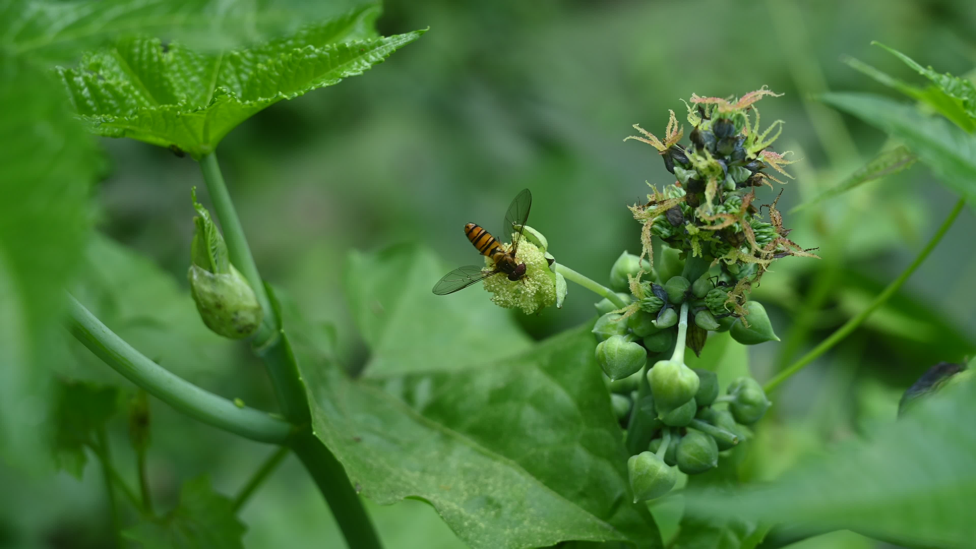 Episyrphus Balteatus - Marmalade Hoverfly - Animal India
