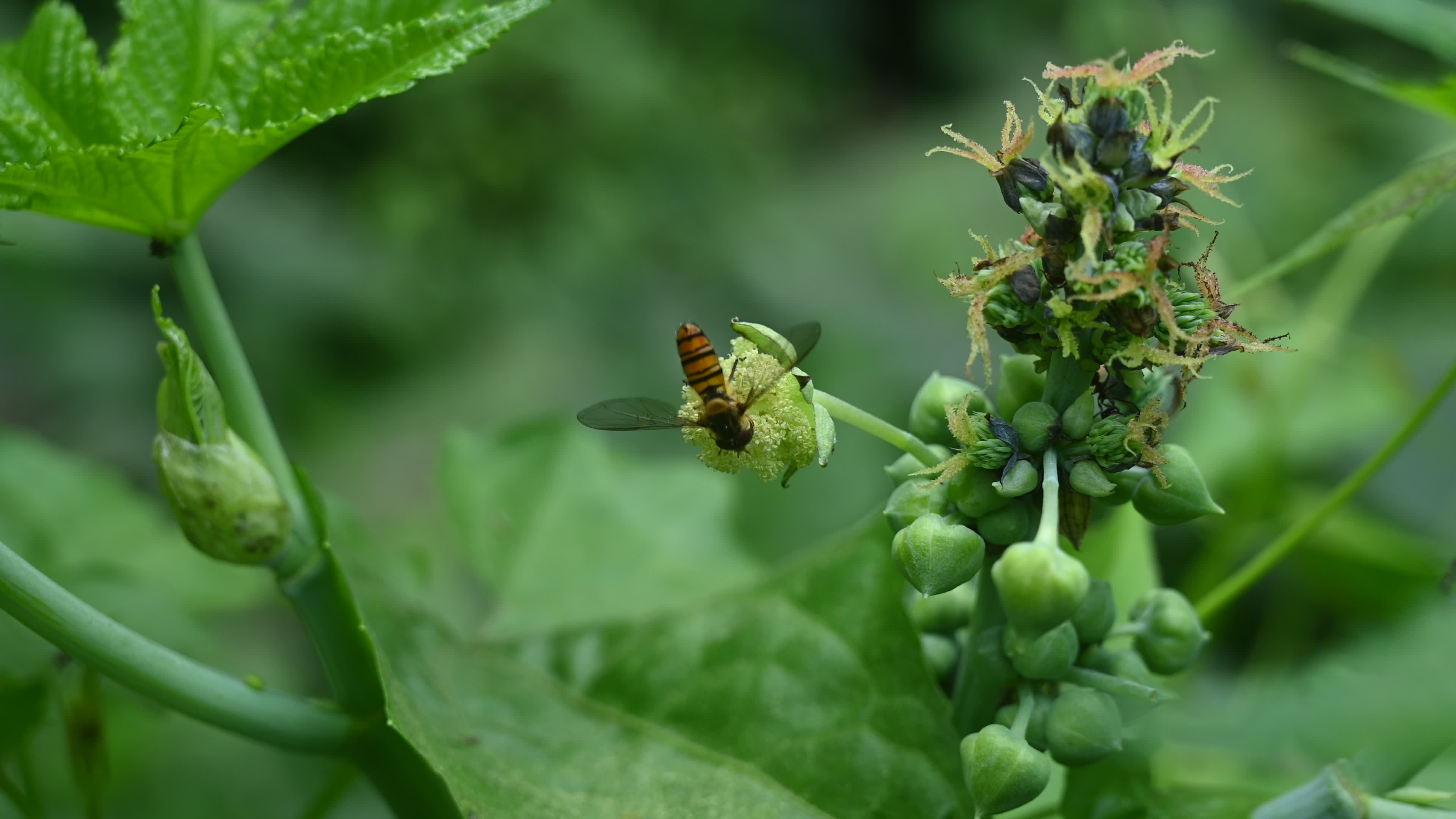 Episyrphus Balteatus - Marmalade Hoverfly - Animal India
