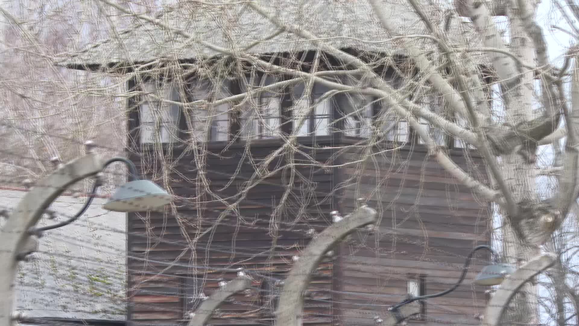 Auschwitz liberation anniversary