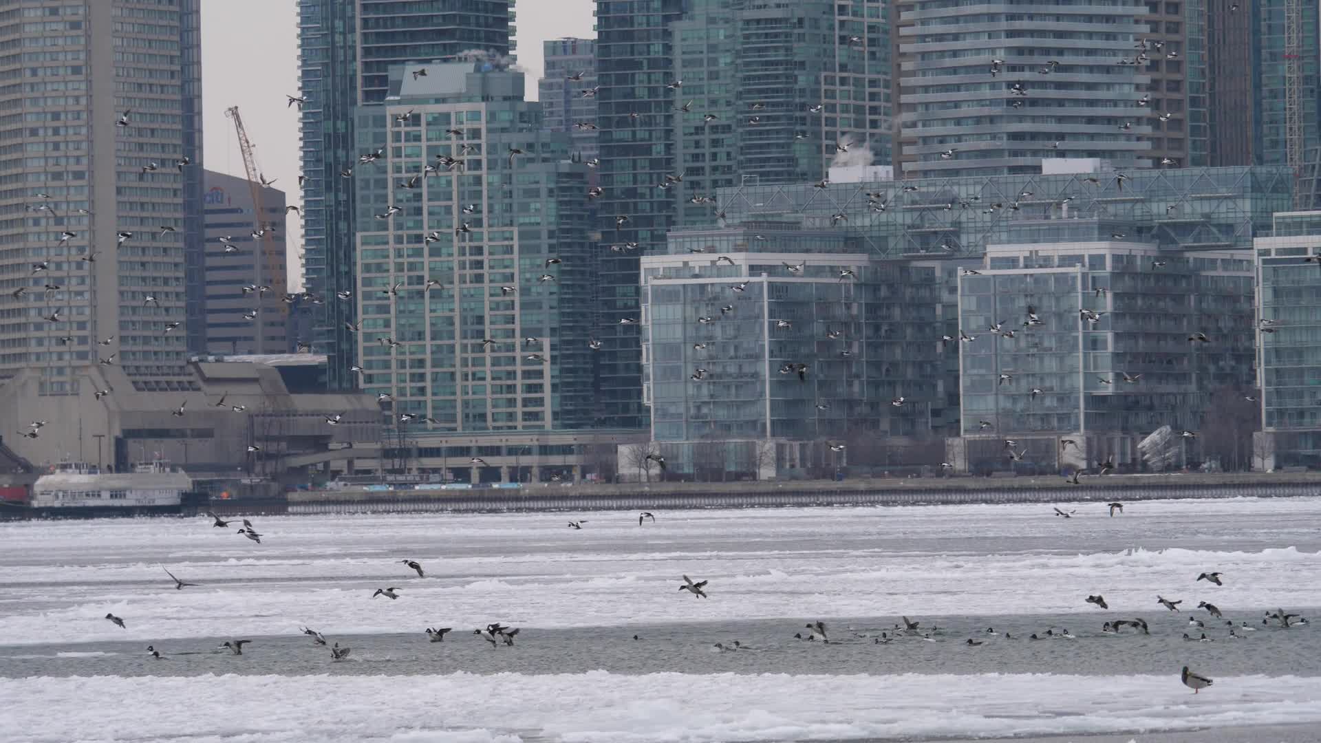 Toronto Islands in Winter, Toronto, Canada