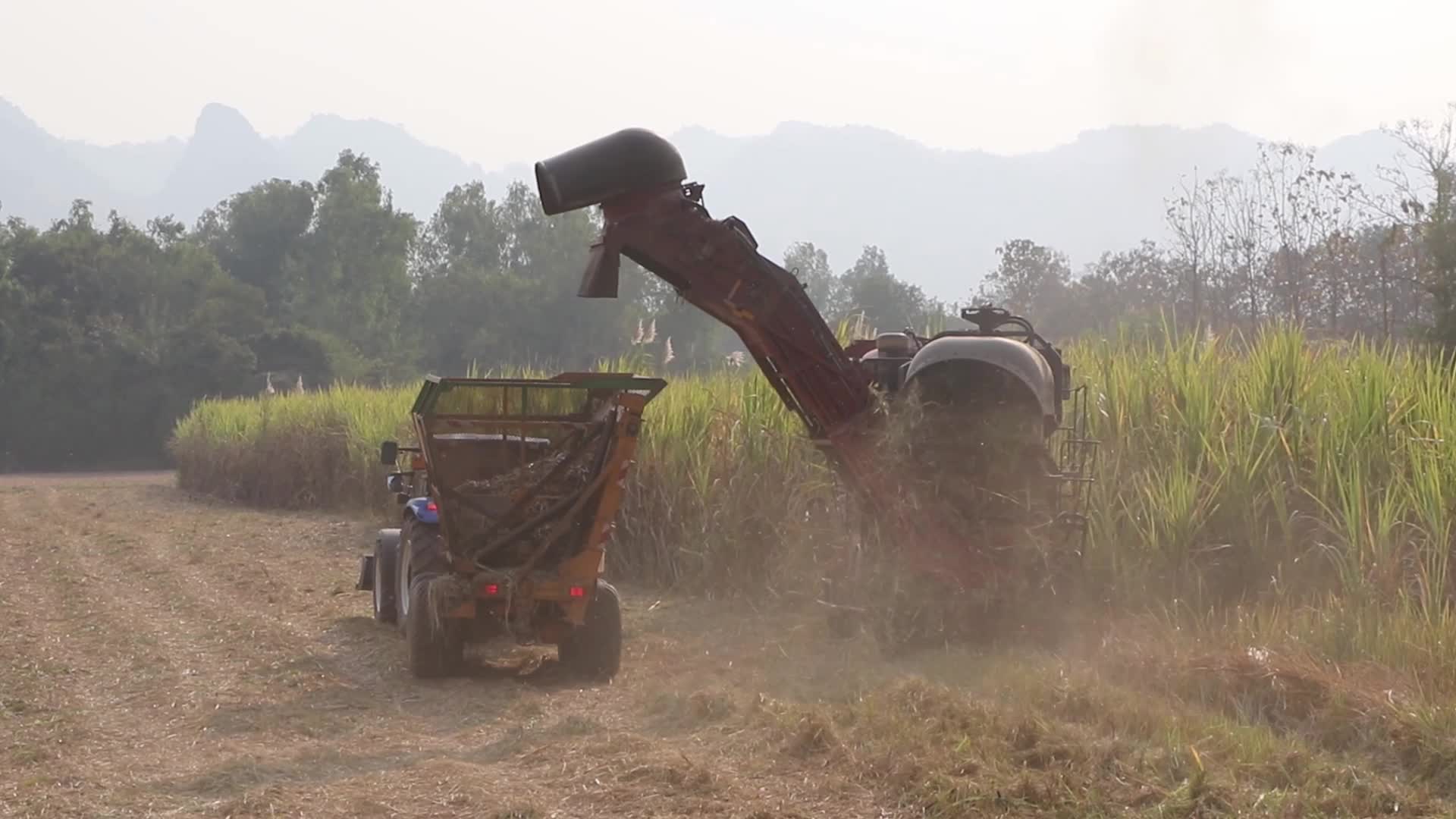 Harvest sugar cane field