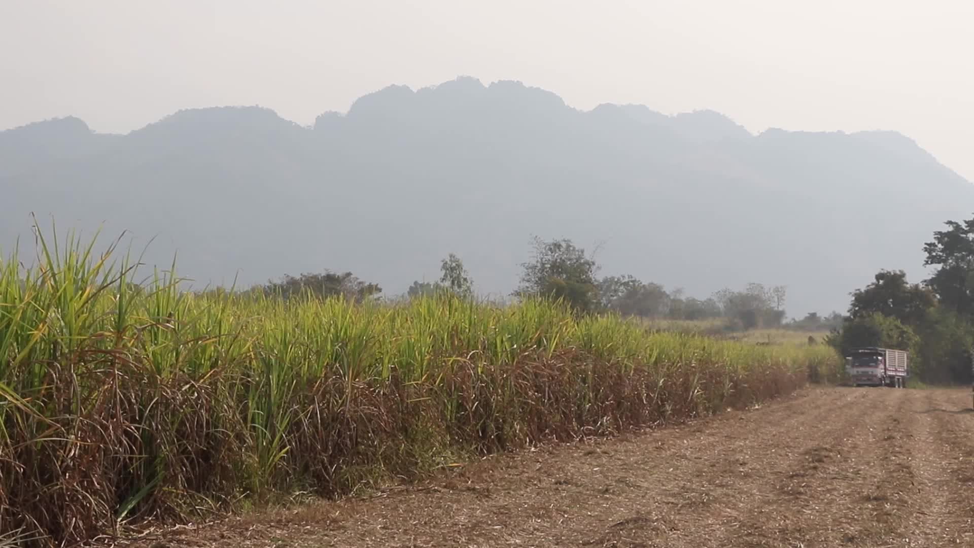 Harvest sugar cane field