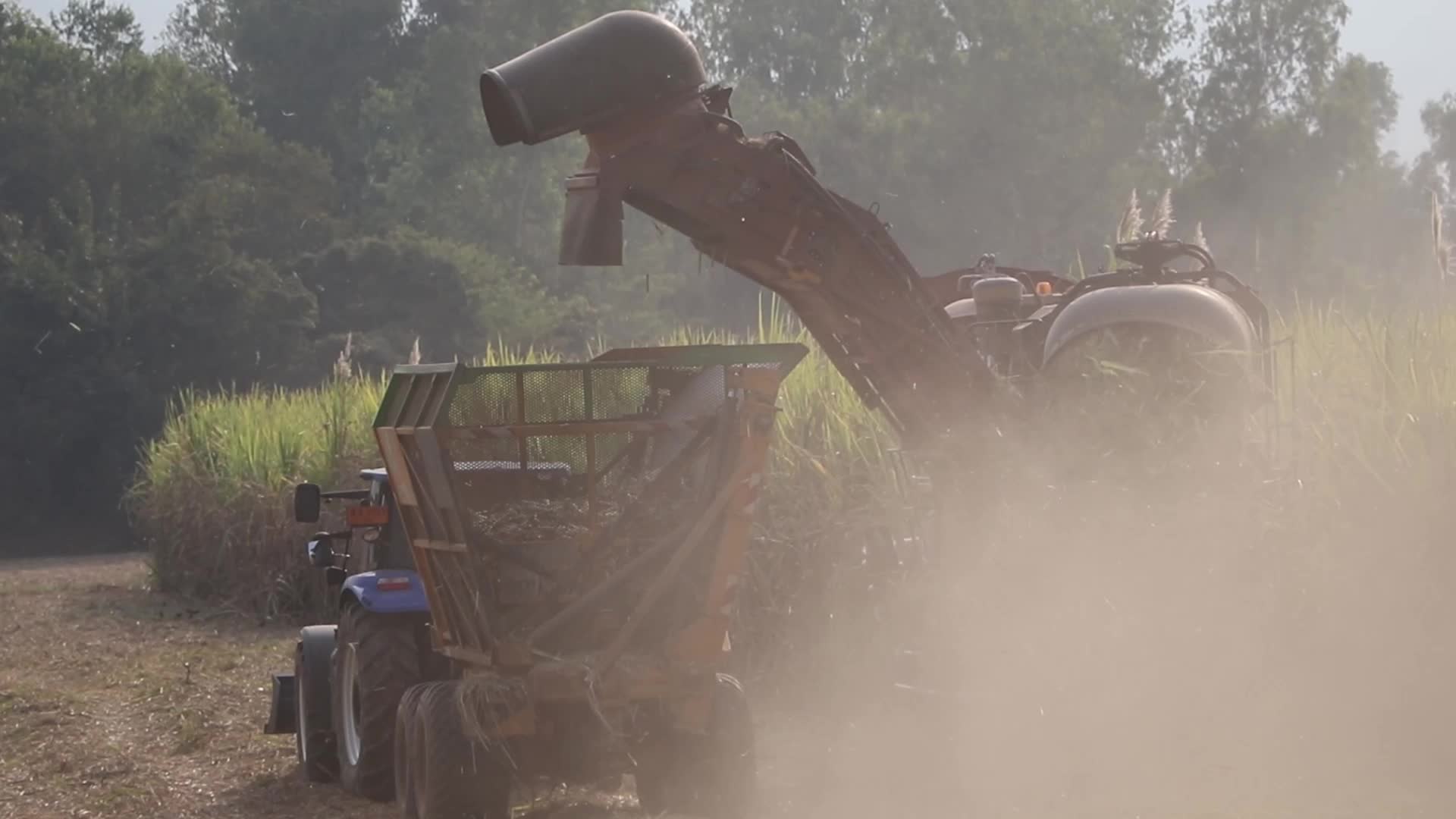 Harvest sugar cane field