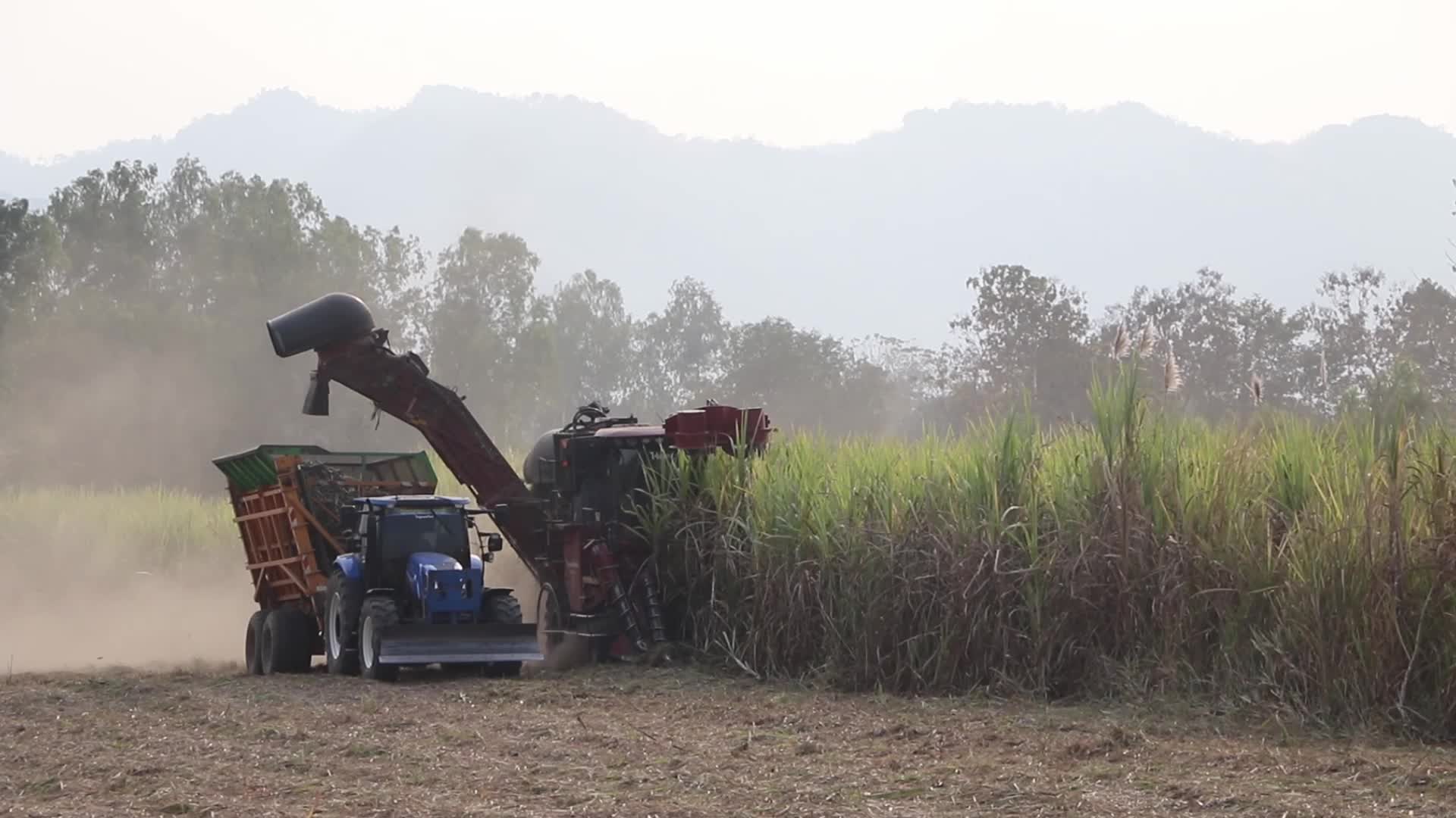 Harvest sugar cane field