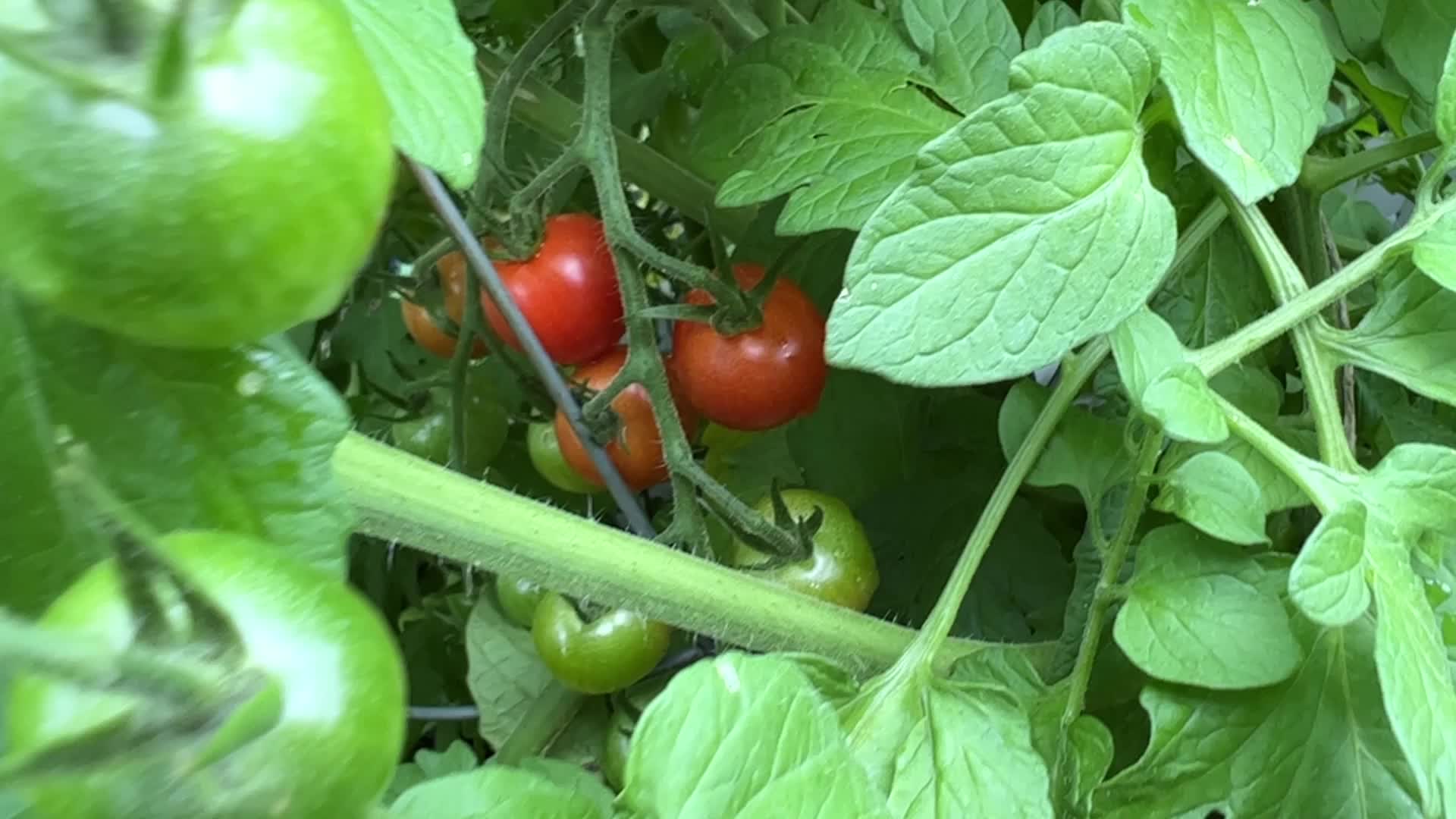 Harvesting cherry tomatoes in Toronto, Canada