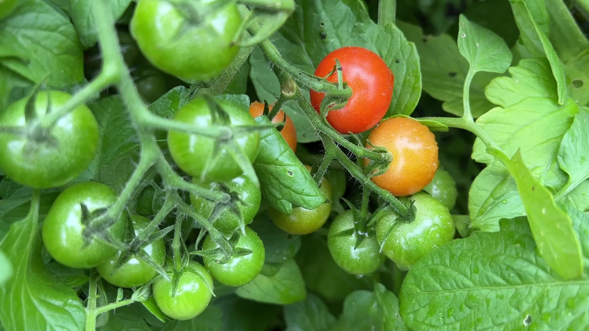 Harvesting cherry tomatoes in Toronto, Canada