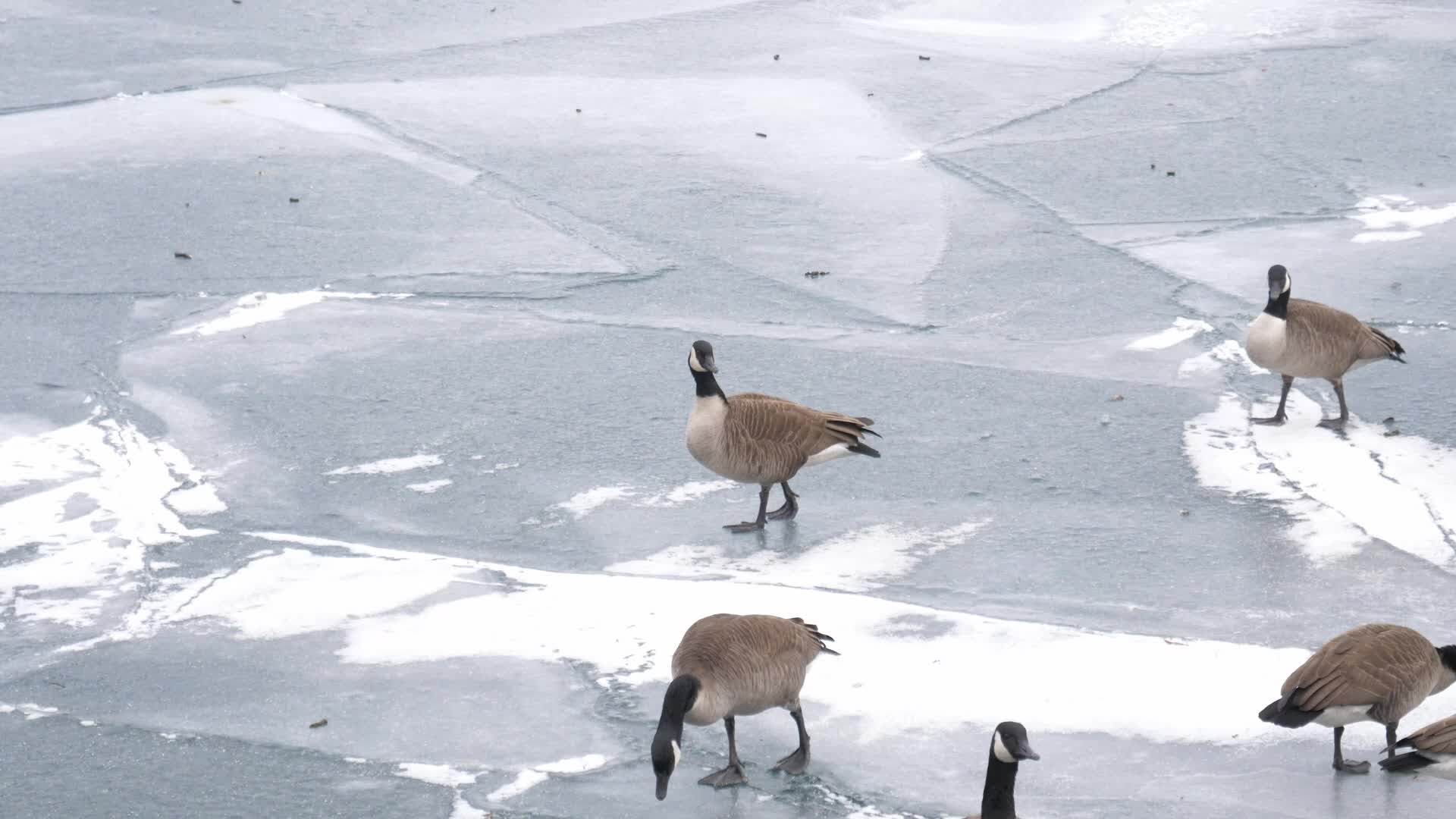 Daily Life In Toronto, Canada